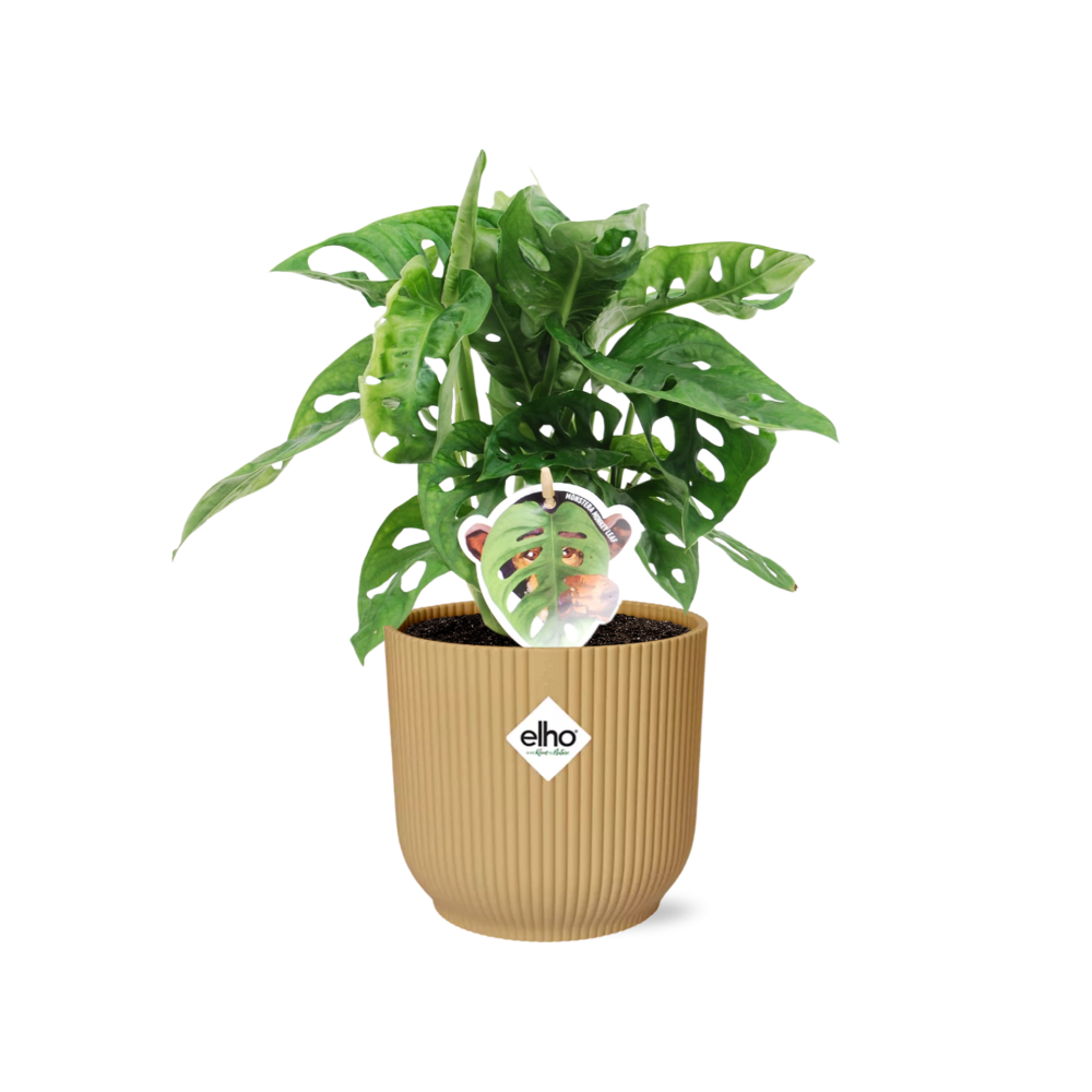 Monstera ‘Monkey Leaf’ im ELHO Vibes Fold Topf 14cm Gelb