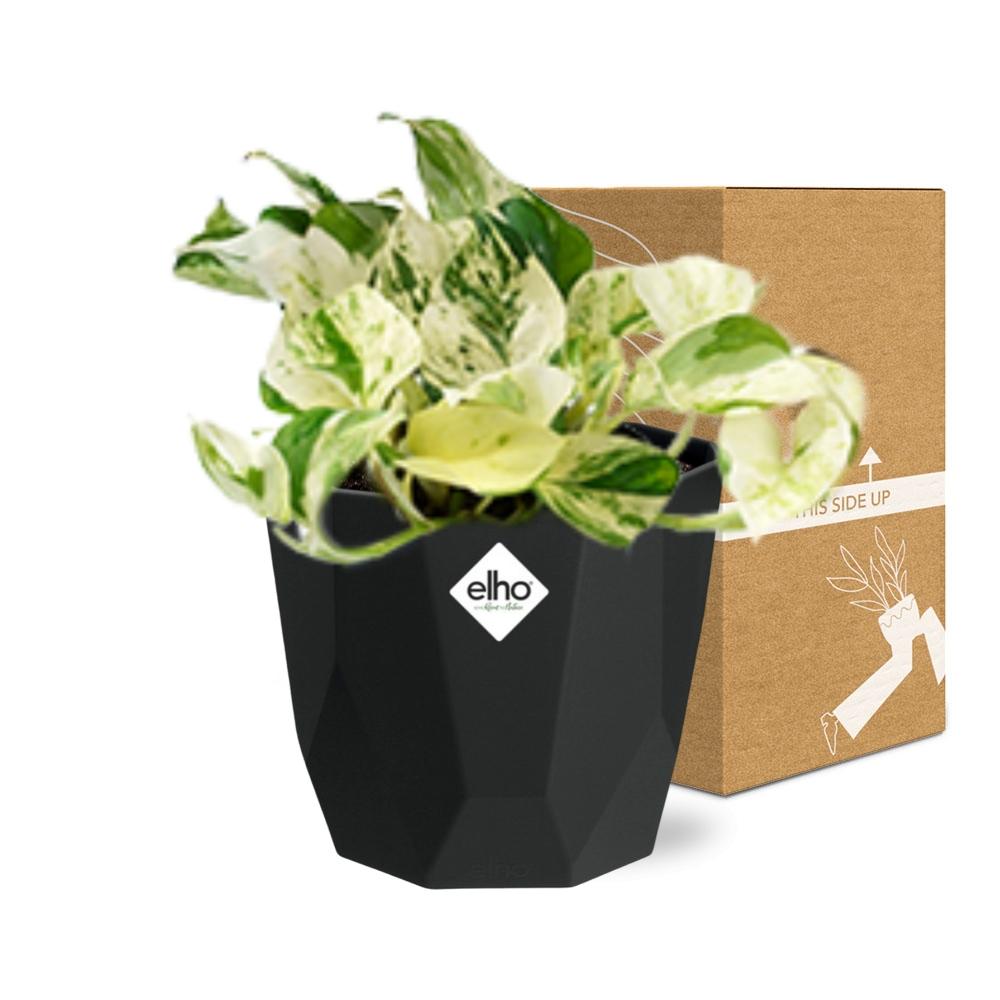 Epipremnum Pinnatum Happy Leaf – Pflegeleichte Hängepflanze 14cm