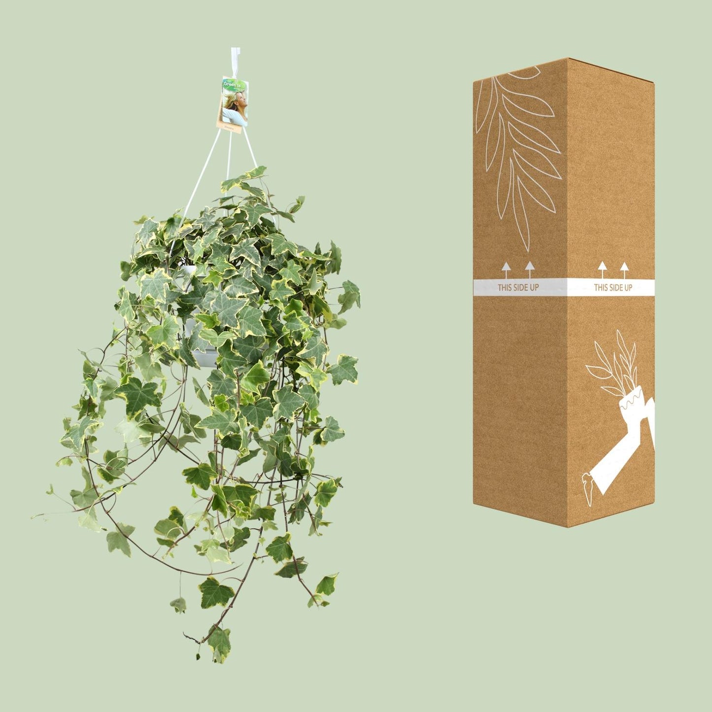 Hedera Helix Gold Child – XXL Hängepflanze Ø24cm