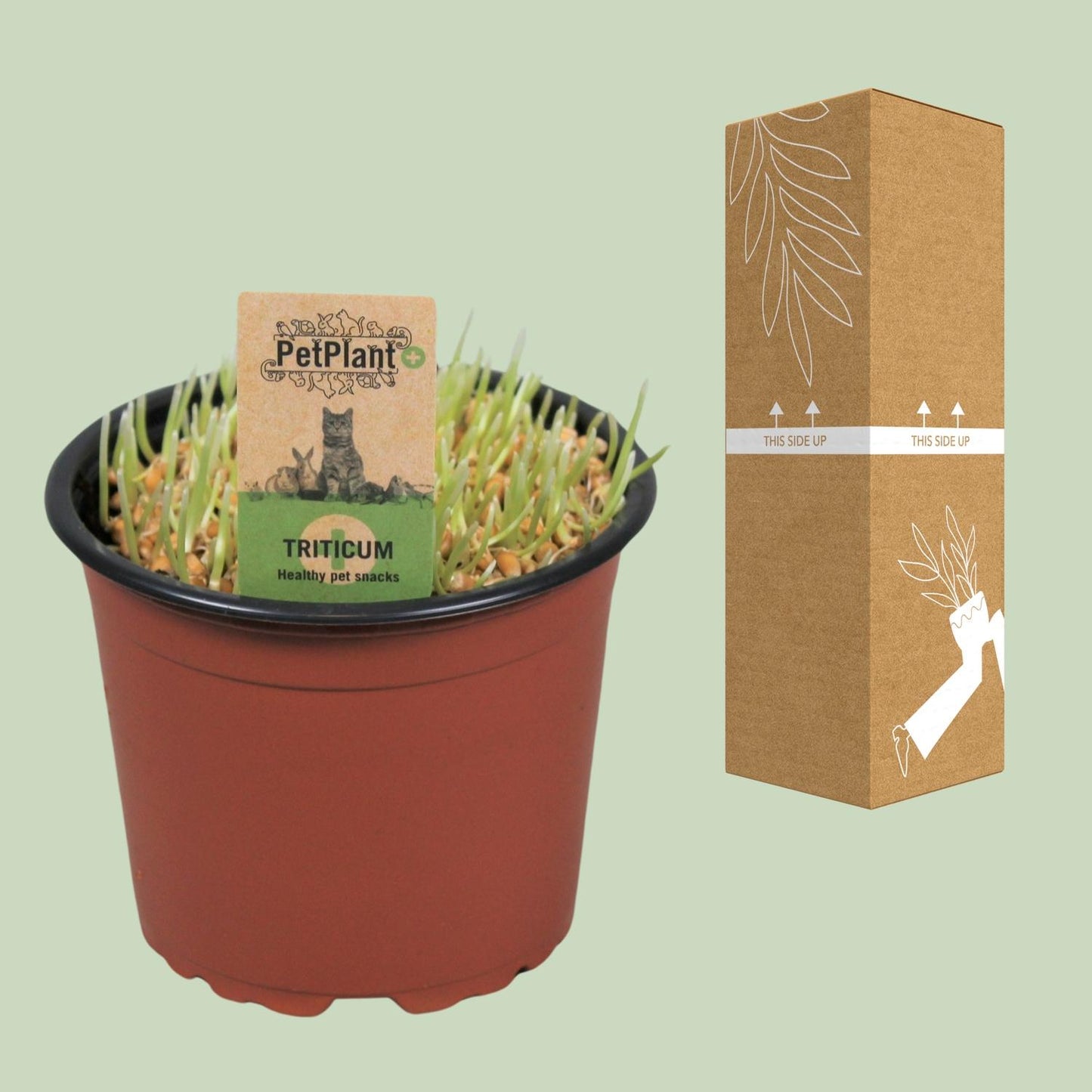 Katzen-Gras PetPlant Ø12cm – Gesund & Pflegeleicht