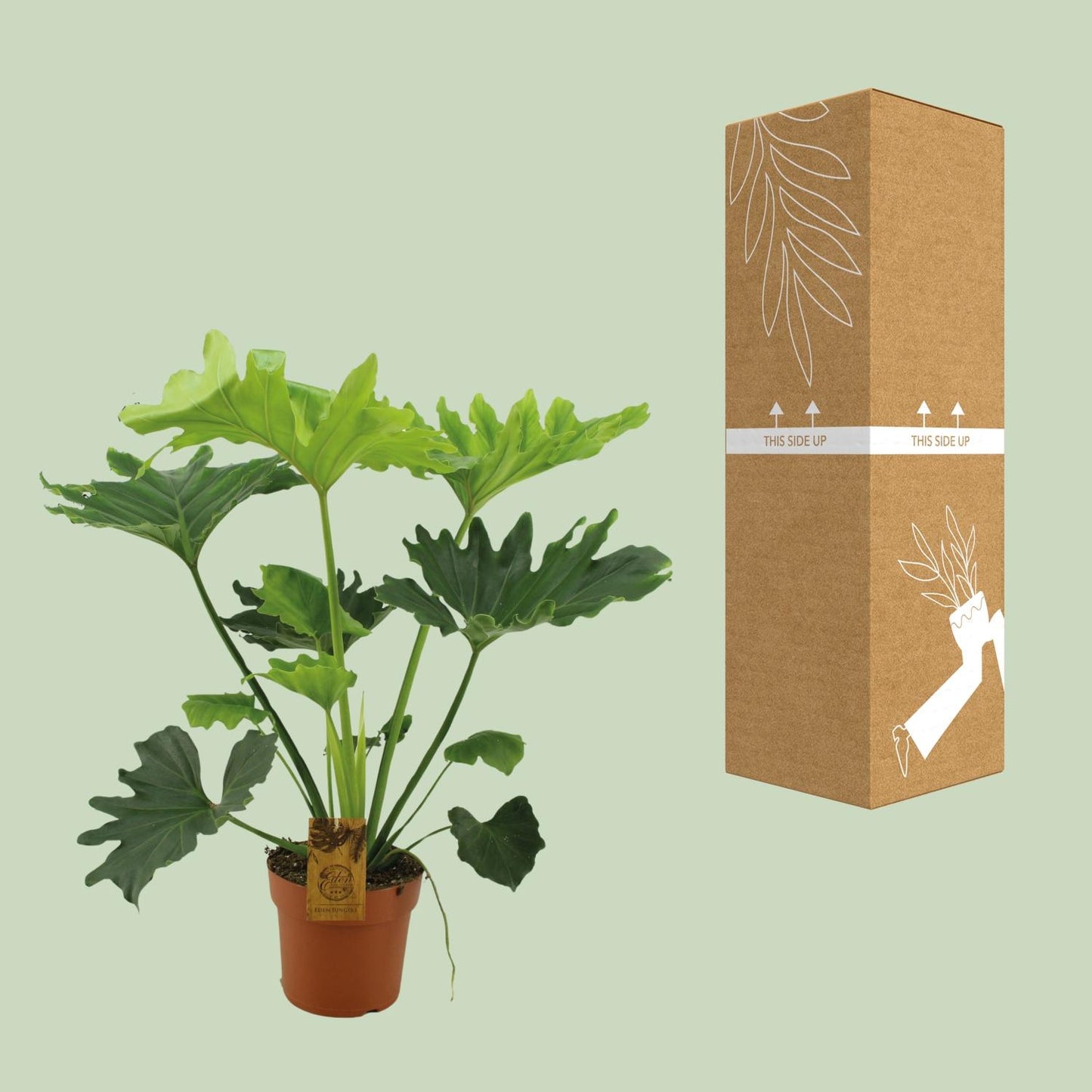 Philodendron Selloum Elefantiana – Pflegeleichte XXL Zimmerpflanze Ø21cm