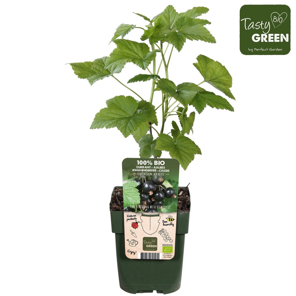 Ribes nigrum 'Ben Nevis' – Schwarze Johannisbeere Ø13cm