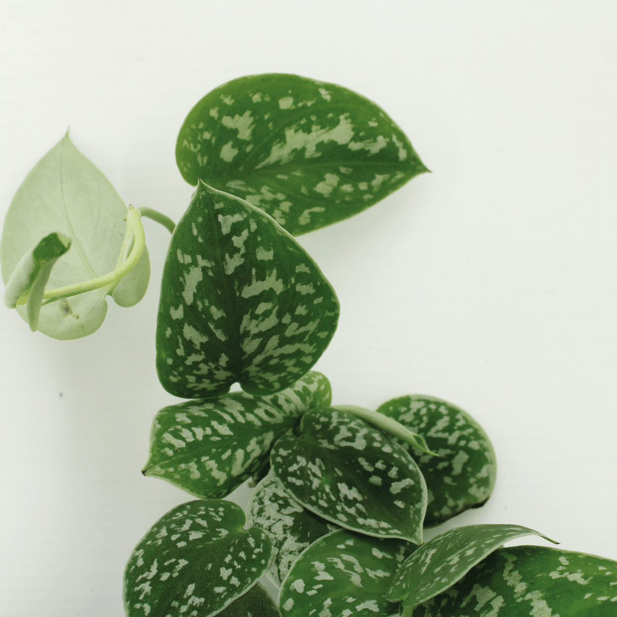 Scindapsus Pictus - 2er Set Ø15cm - Kletterpflanze