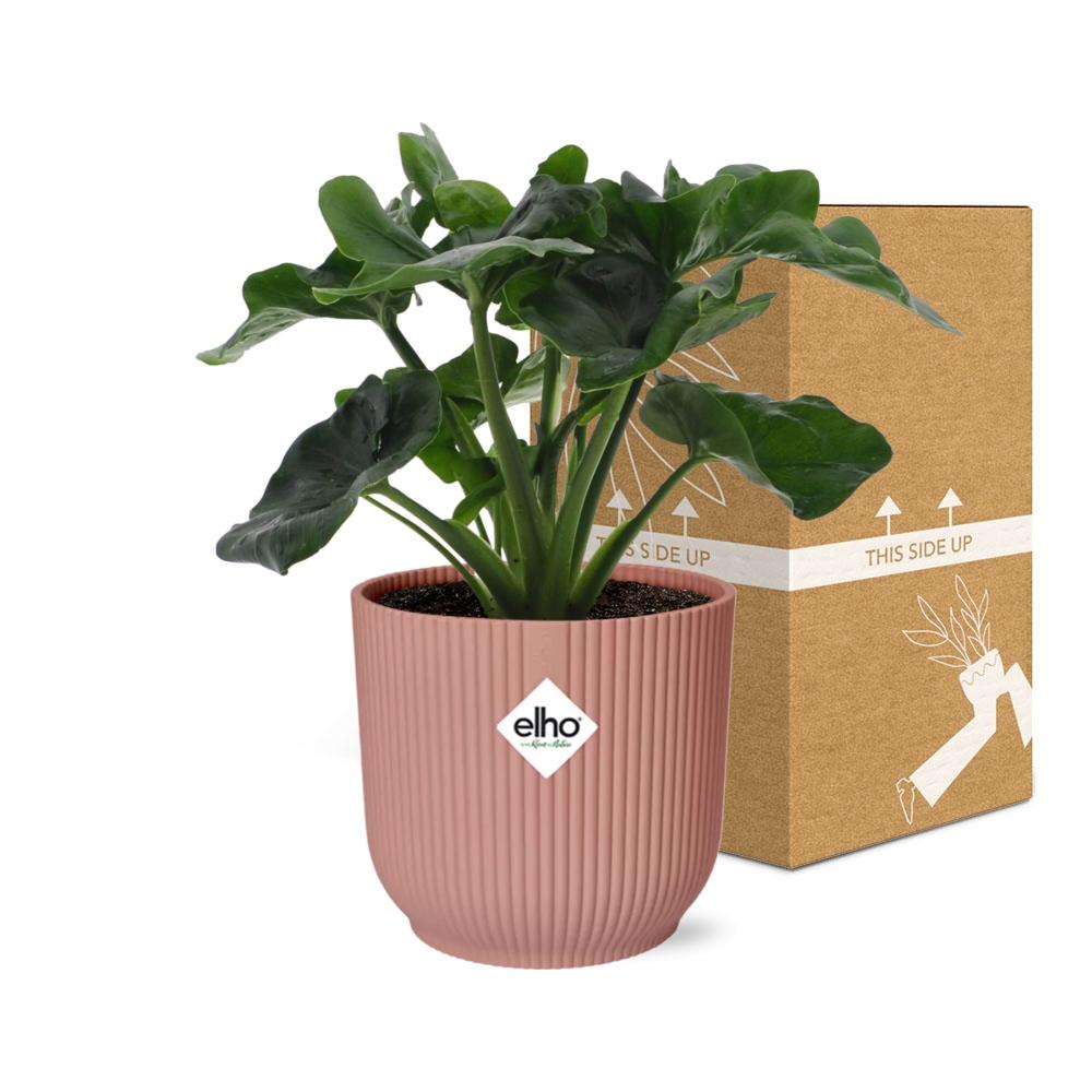 Philodendron Atom im ELHO Vibes Fold 14cm Topf rosa
