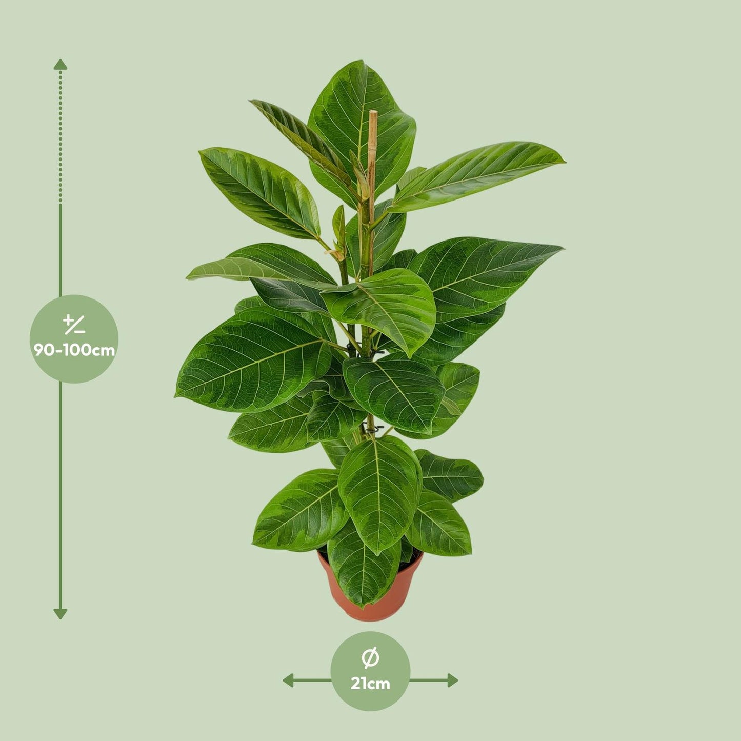 Ficus Altissima - Pflegeleichter Feigenbaum Ø21cm, 95cm hoch