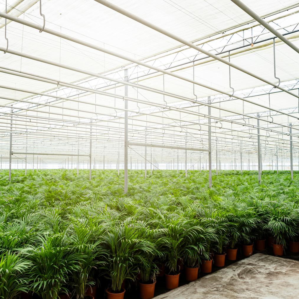 Areca-Palme Ø21cm – Luftreinigende Goldfruchtpalme bis 130cm