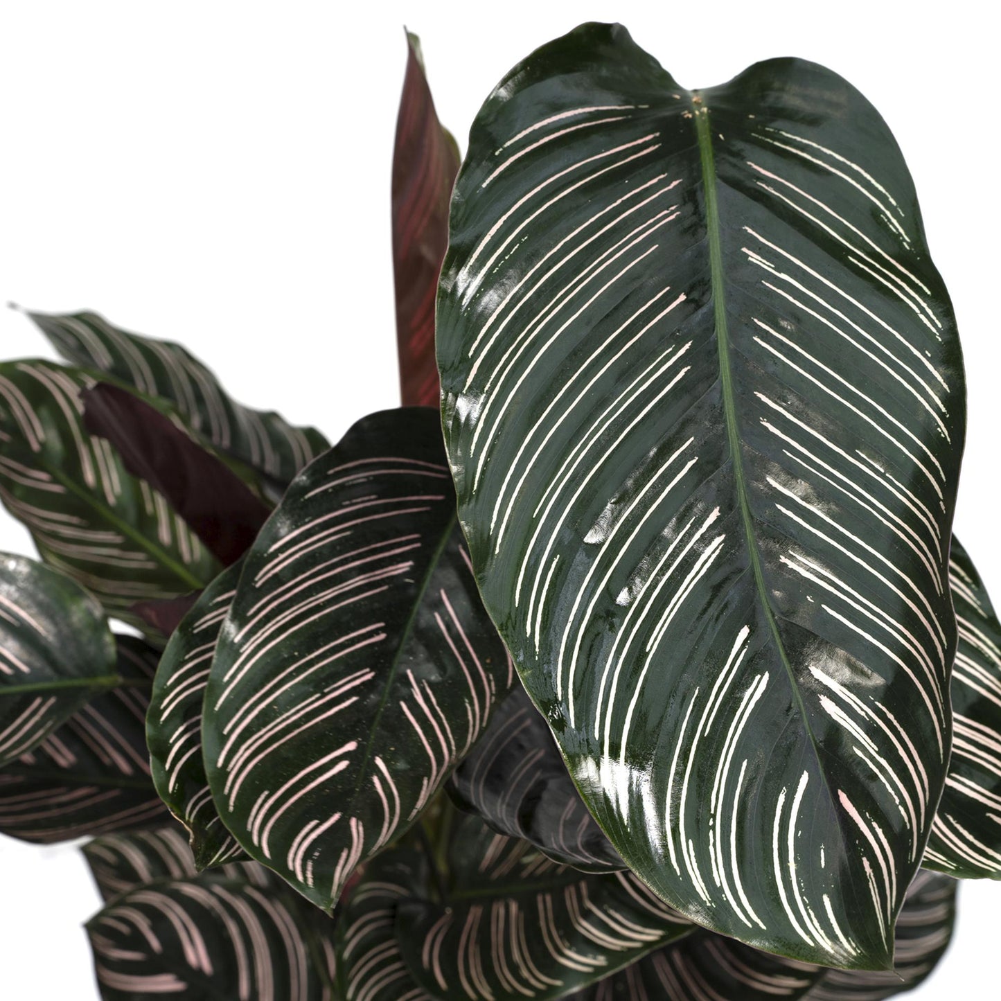 Calathea Ornata – Elegante Zimmerpflanze Ø19cm