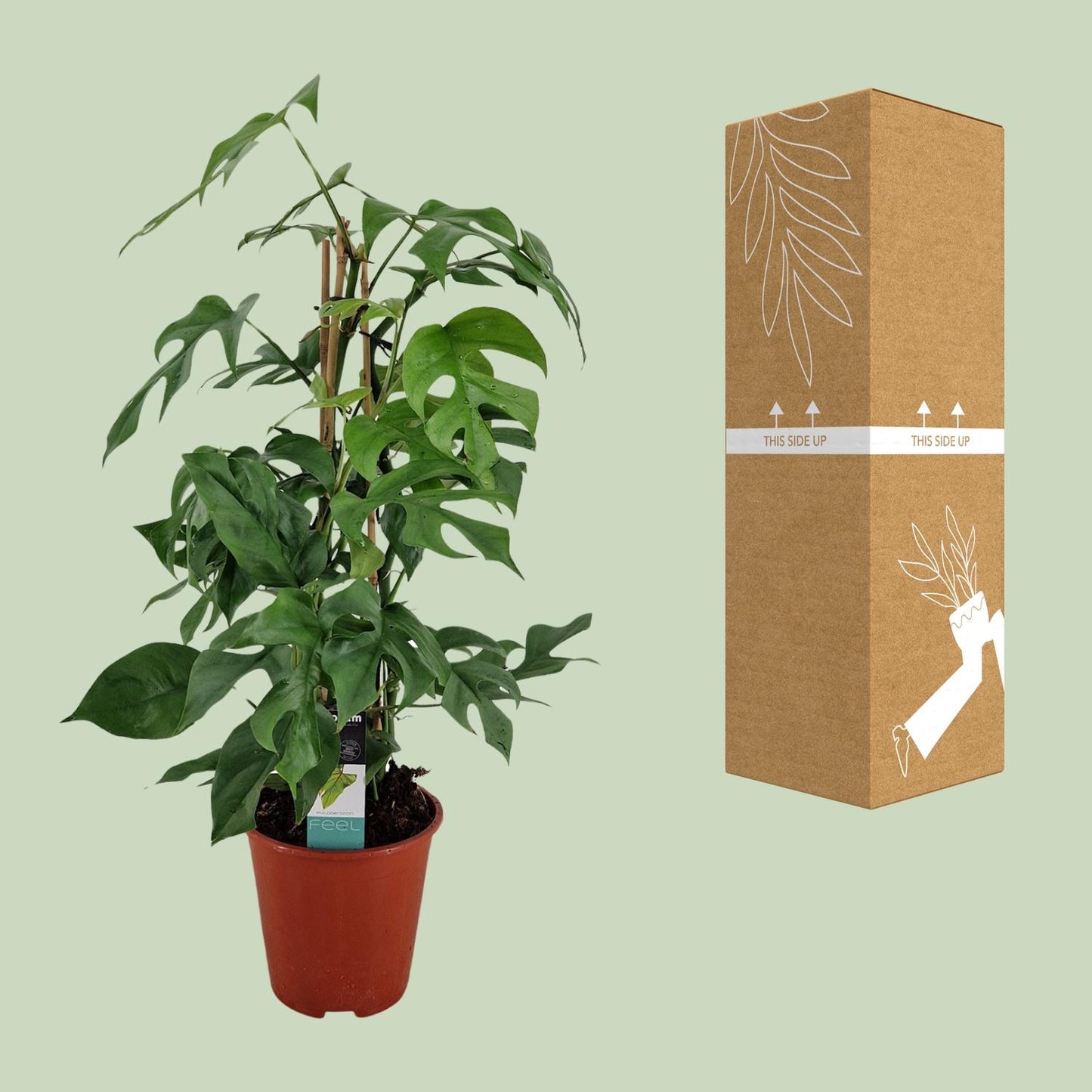 Philodendron Minima Pyramide – Pflegeleichte Zimmerpflanze Ø19cm