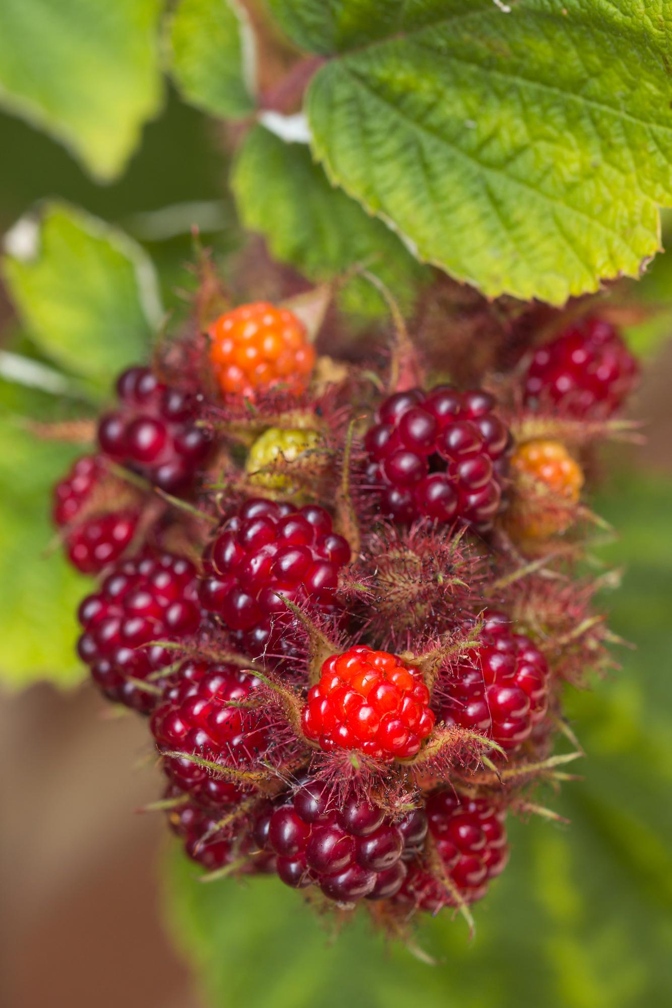 3er-Set Rubus Mix – pflegeleichte Zimmerpflanzen Ø13 cm