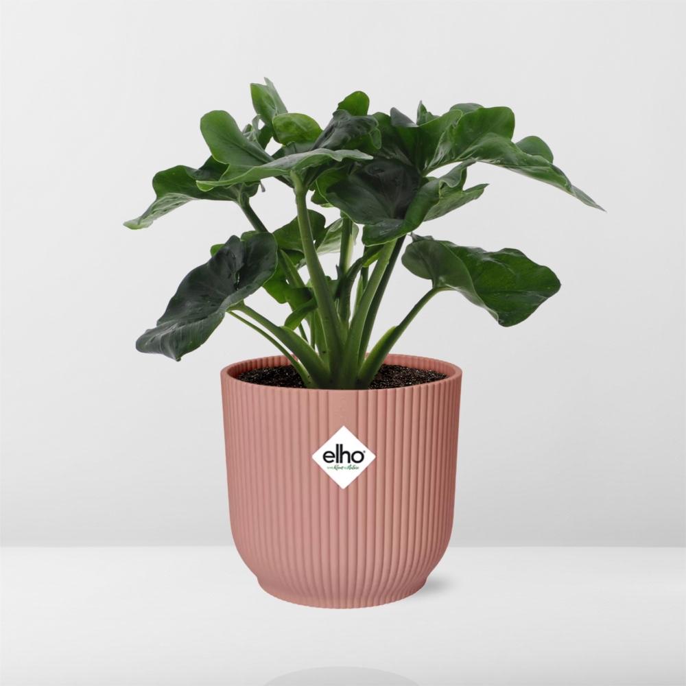 Philodendron Atom im ELHO Vibes Fold 14cm Topf rosa