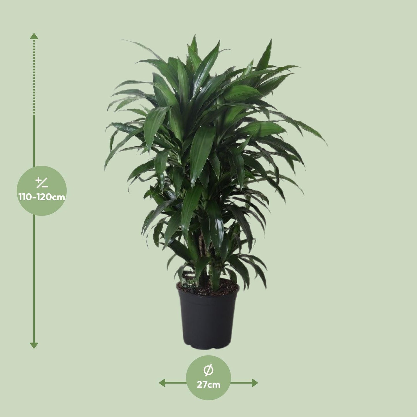 Dracaena Janet Craig – Eleganter Drachenbaum Ø27cm, 120cm hoch