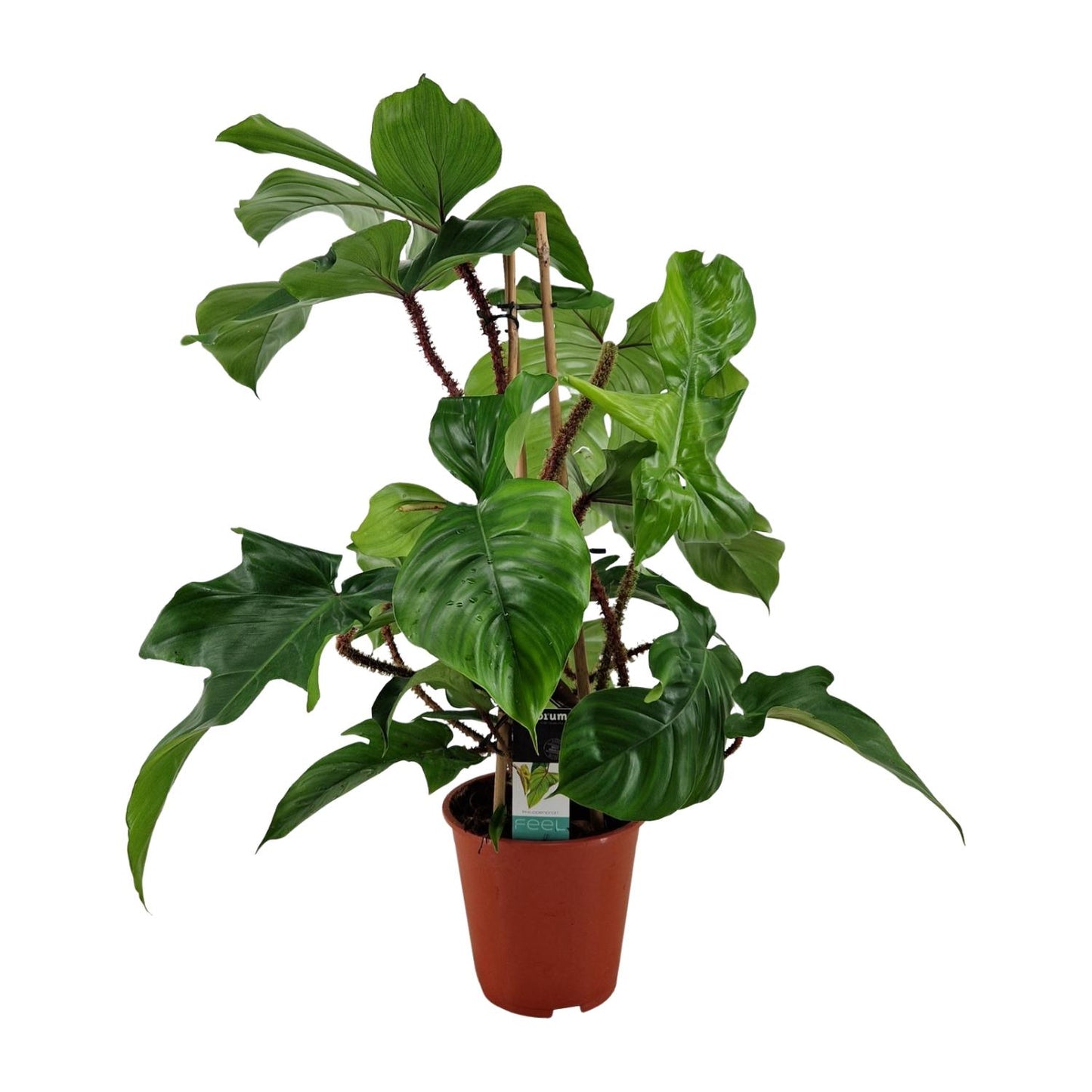 Philodendron Squamiferum – Pflegeleichte XXL-Grünpflanze Ø19cm