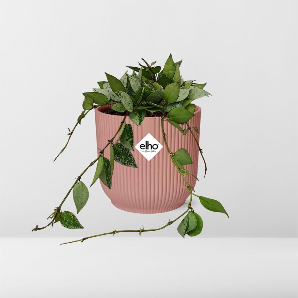 Hoya Krohniana Eskimo – Pflegeleichte Wachsblume im ELHO Vibes Fold Topf 14cm rosa