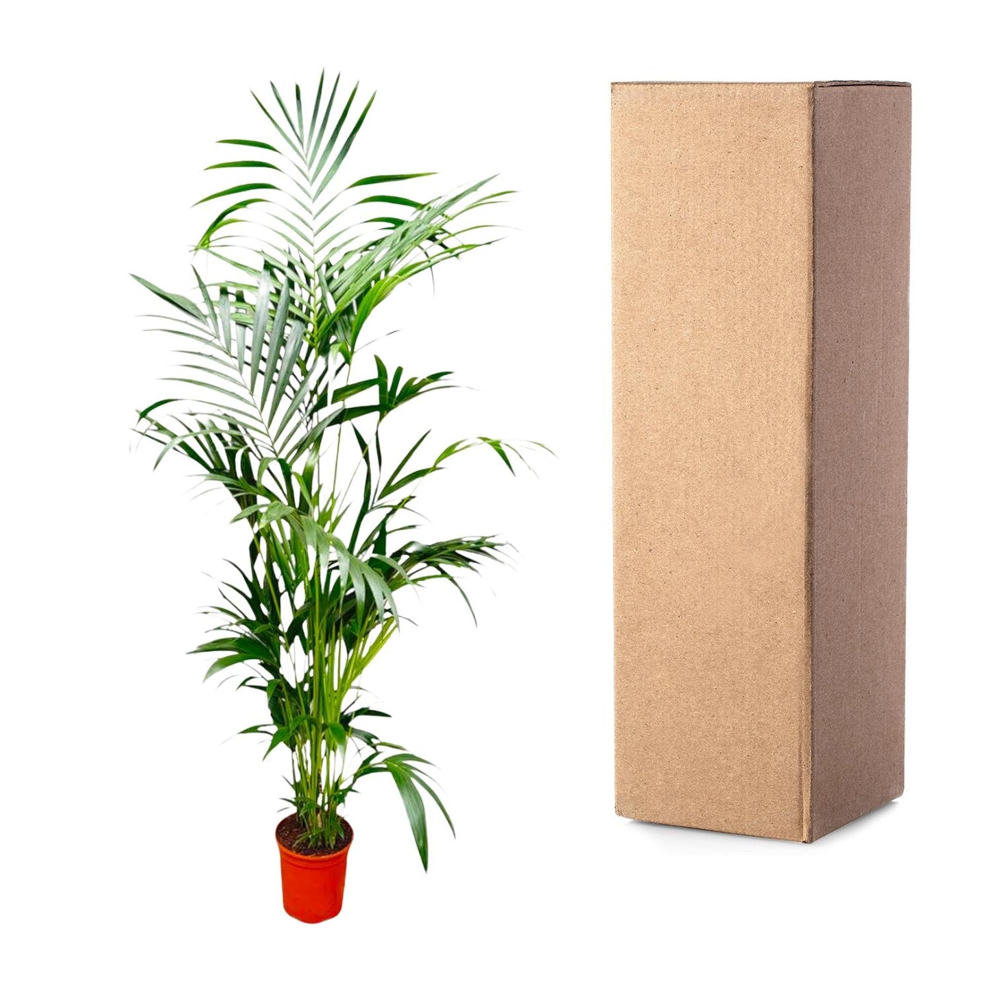 Kentia Palme – Elegante XXL Zimmerpflanze 200 cm