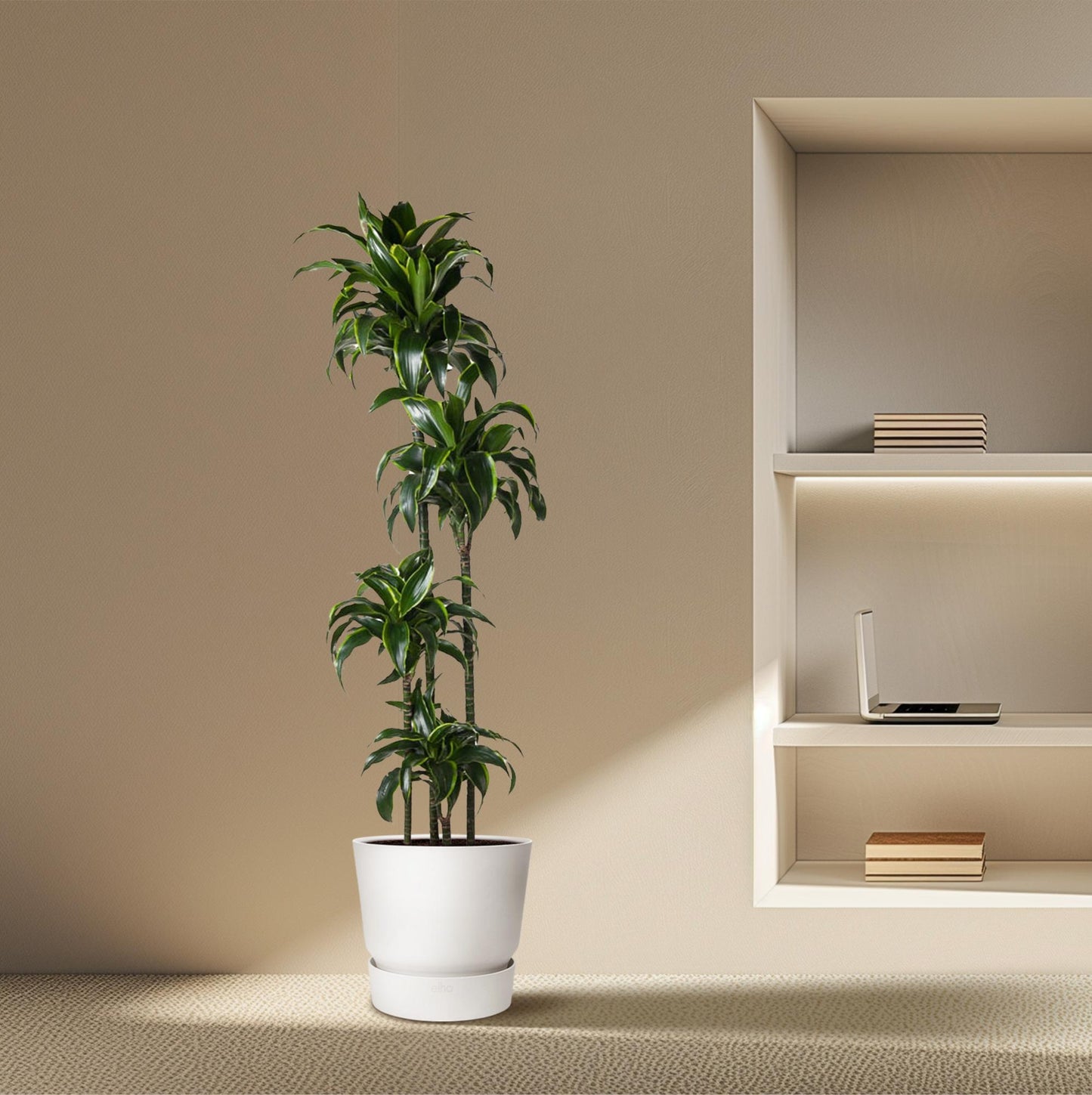 Dracaena Dorado – 170 cm, pflegeleichte XXL-Zimmerpflanze