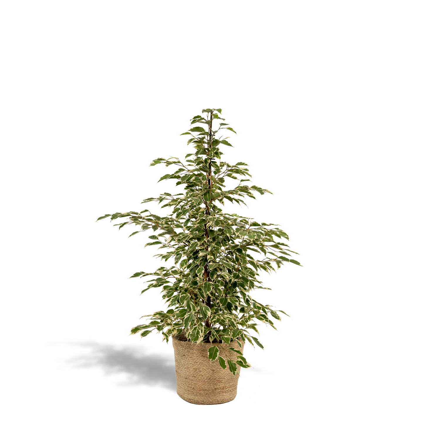 Ficus benjamina Twilight – Ø21cm, 95cm hoch mit Korb Selin