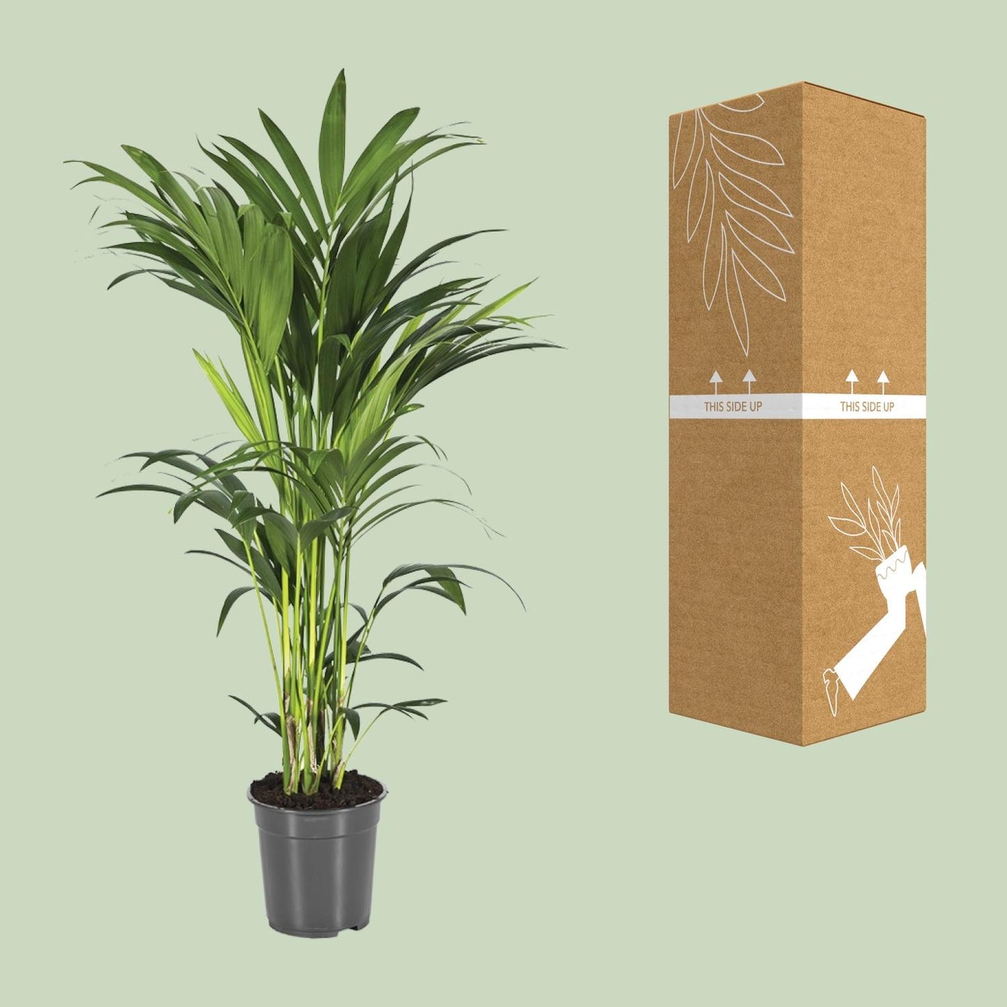 Howea Forsteriana (Kentia-Palme) – Ø21cm, ca. 110cm hoch