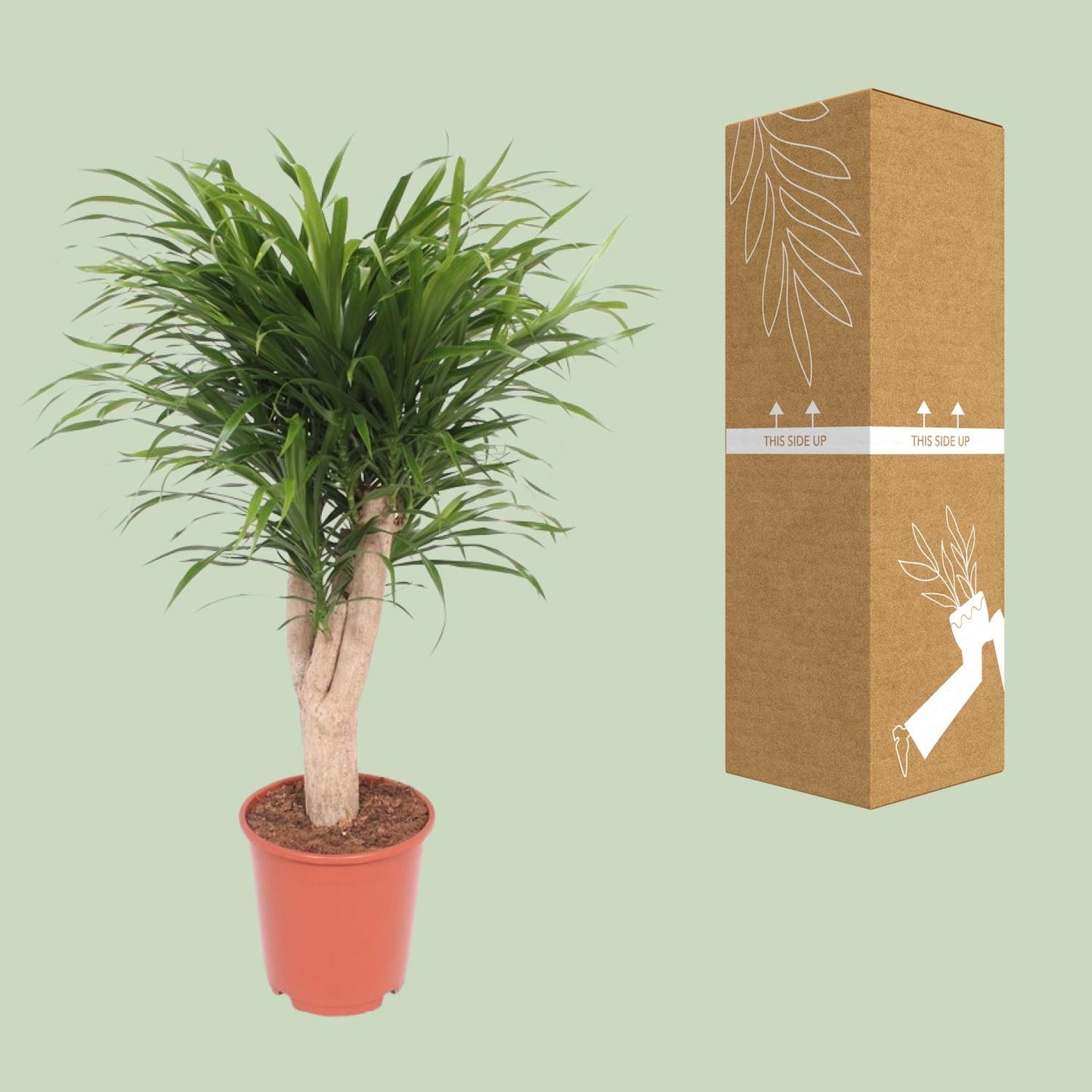 Dracaena Reflexa Anita – Exotischer Drachenbaum Ø24cm, 100cm hoch