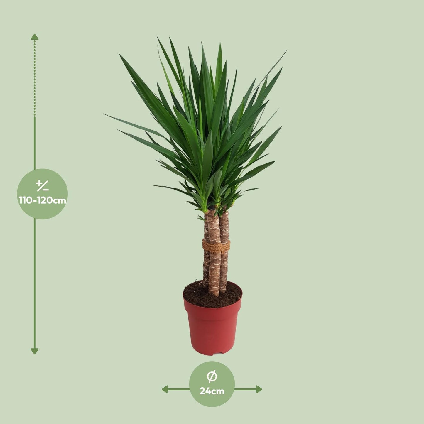 Yucca elephantipes 'Tres Cañas' – Elegante XXL Zimmerpflanze