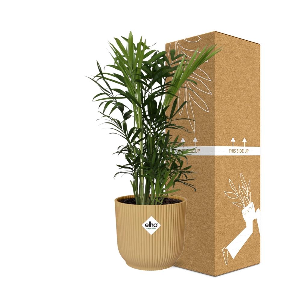 Chamaedorea Elegans Zwergbergpalme im ELHO Vibes Fold Topf 14cm Gelb