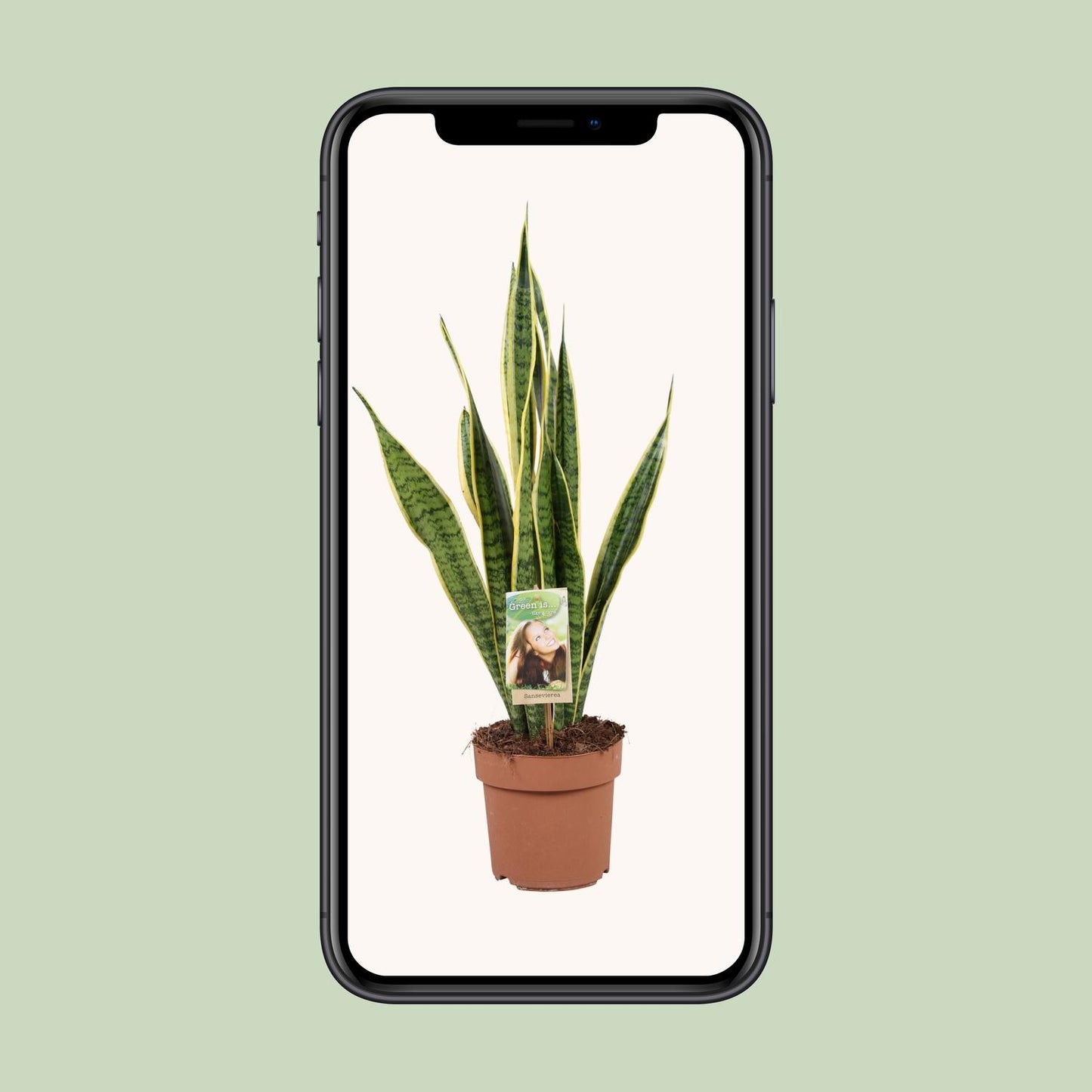 Sansevieria Trifasciata Laurentii – Pflegeleichte Schlangenpflanze Ø17cm