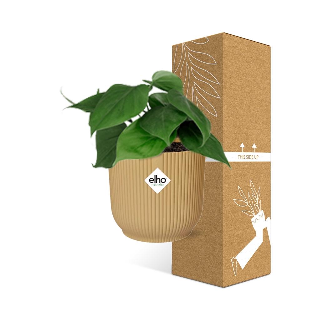 Philodendron Scandens im ELHO Vibes Fold Topf 14cm Gelb