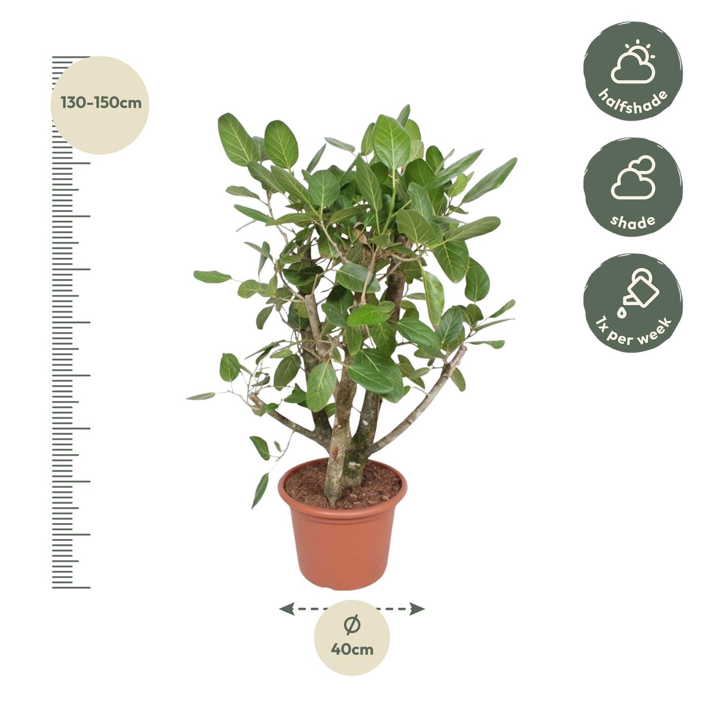 Ficus Benghalensis vertakt – 140 cm, ø 40 cm – pflegeleicht & elegant