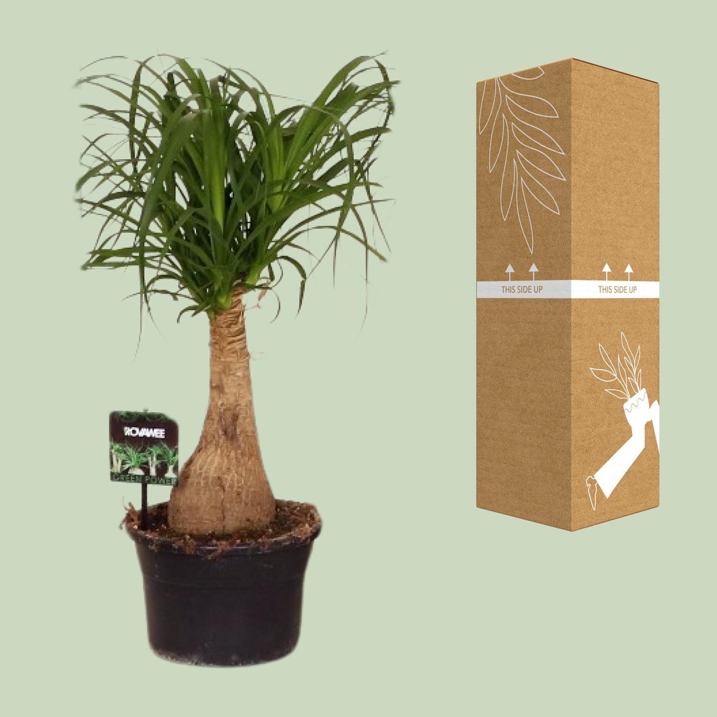 Beaucarnea Nolina – pflegeleichter Elefantenfuß Ø19 cm, 60 cm hoch