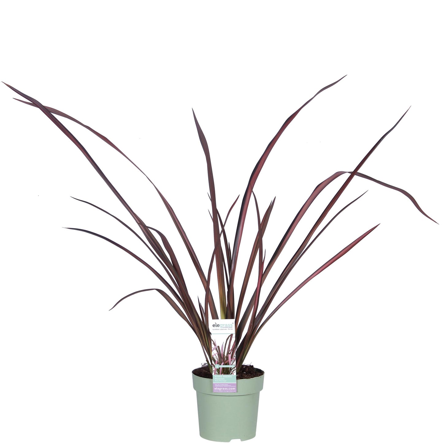 Phormium 'Pink Flamingo' – Farbstarker Immergrüner Strauch Ø14cm