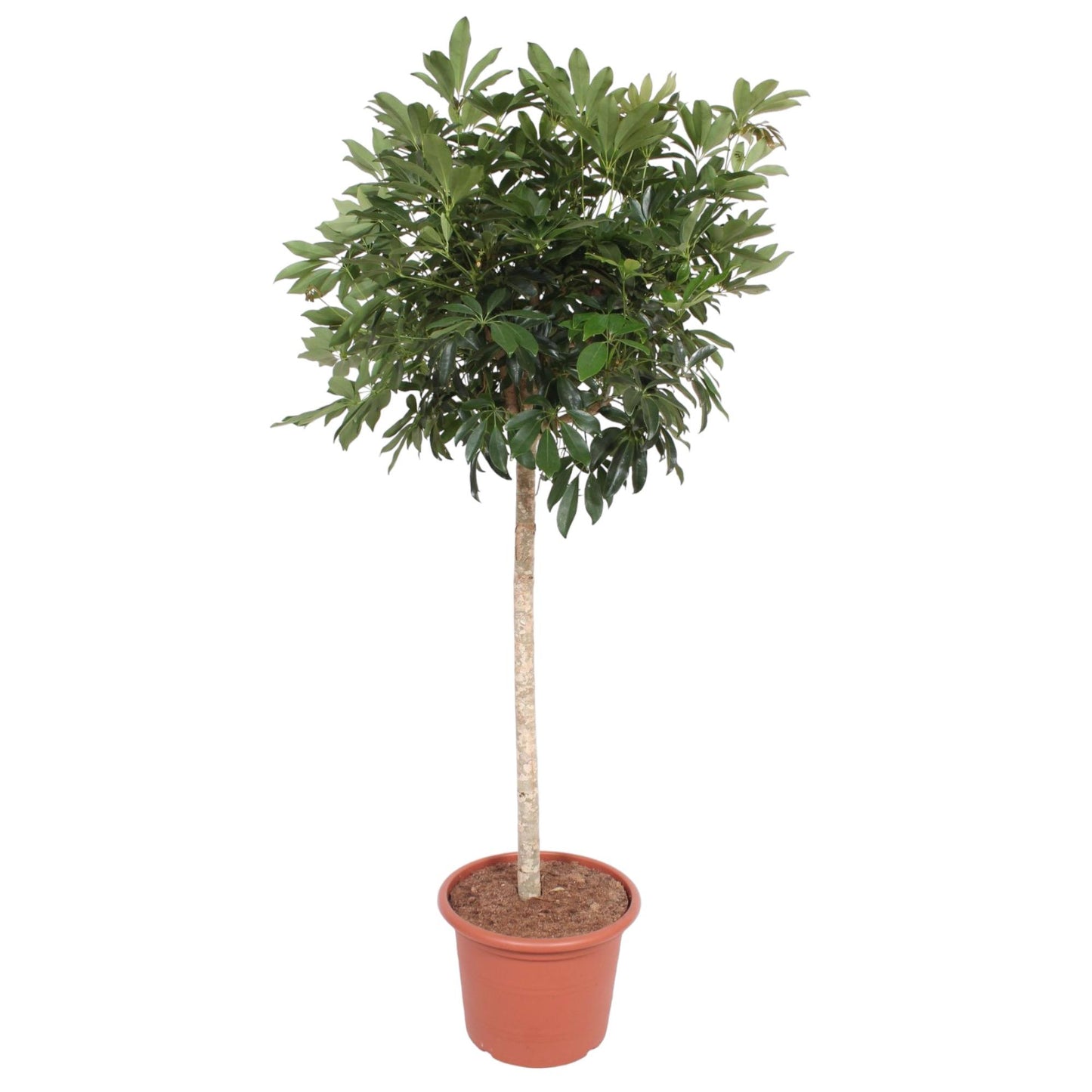 Schefflera Arboricola Compacta – Große, pflegeleichte Zimmerpflanze