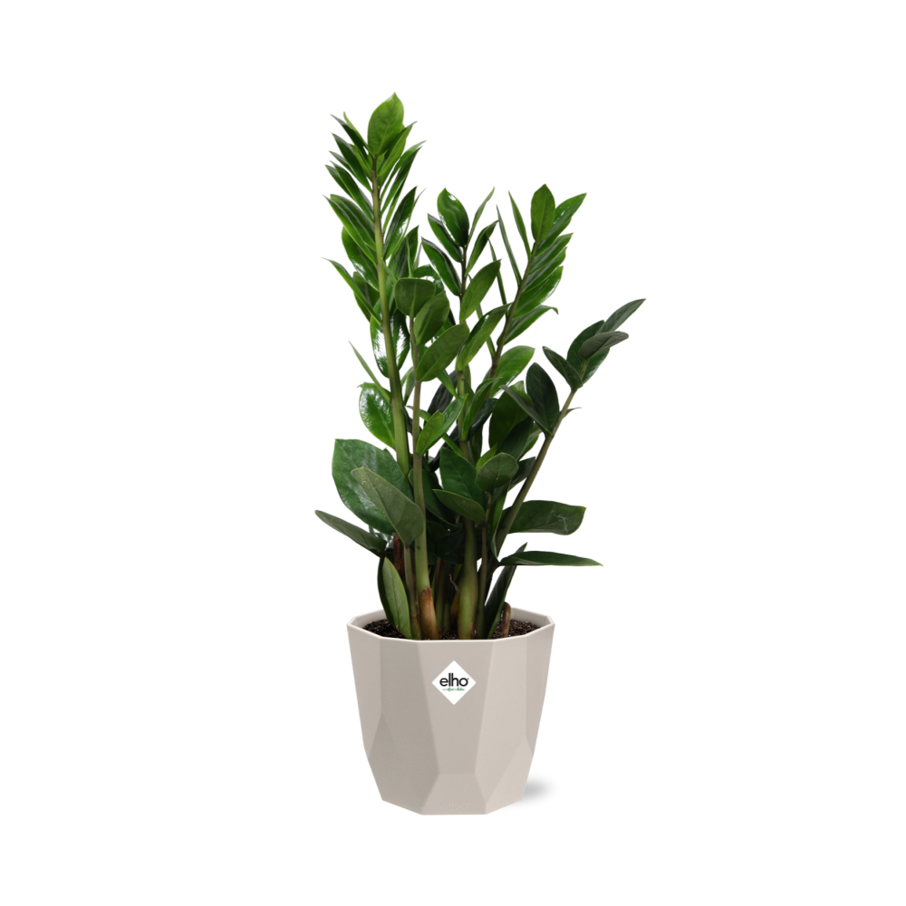 Zamioculcas (ZZ-Pflanze) 45-50 cm im ELHO b.for rock Topf