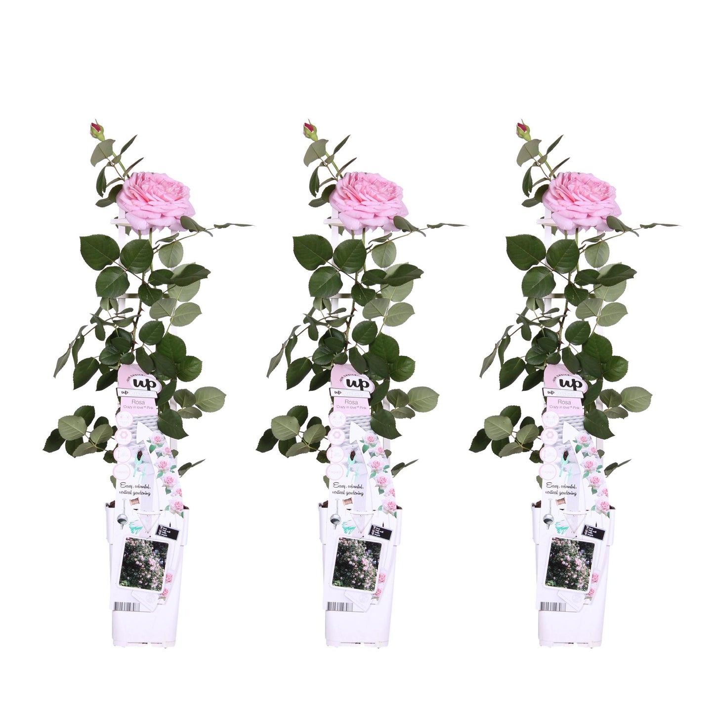 3x Rosa Crazy in Love Pink - Kletterrose Ø15cm, 65cm hoch