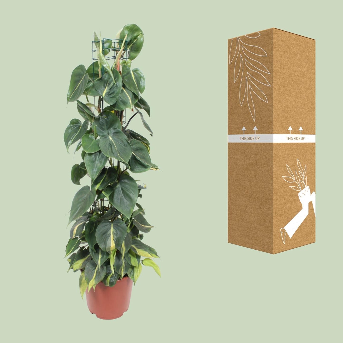 Philodendron Scandens Brasil – Pflegeleichter Herzblatt-Philodendron Ø24cm