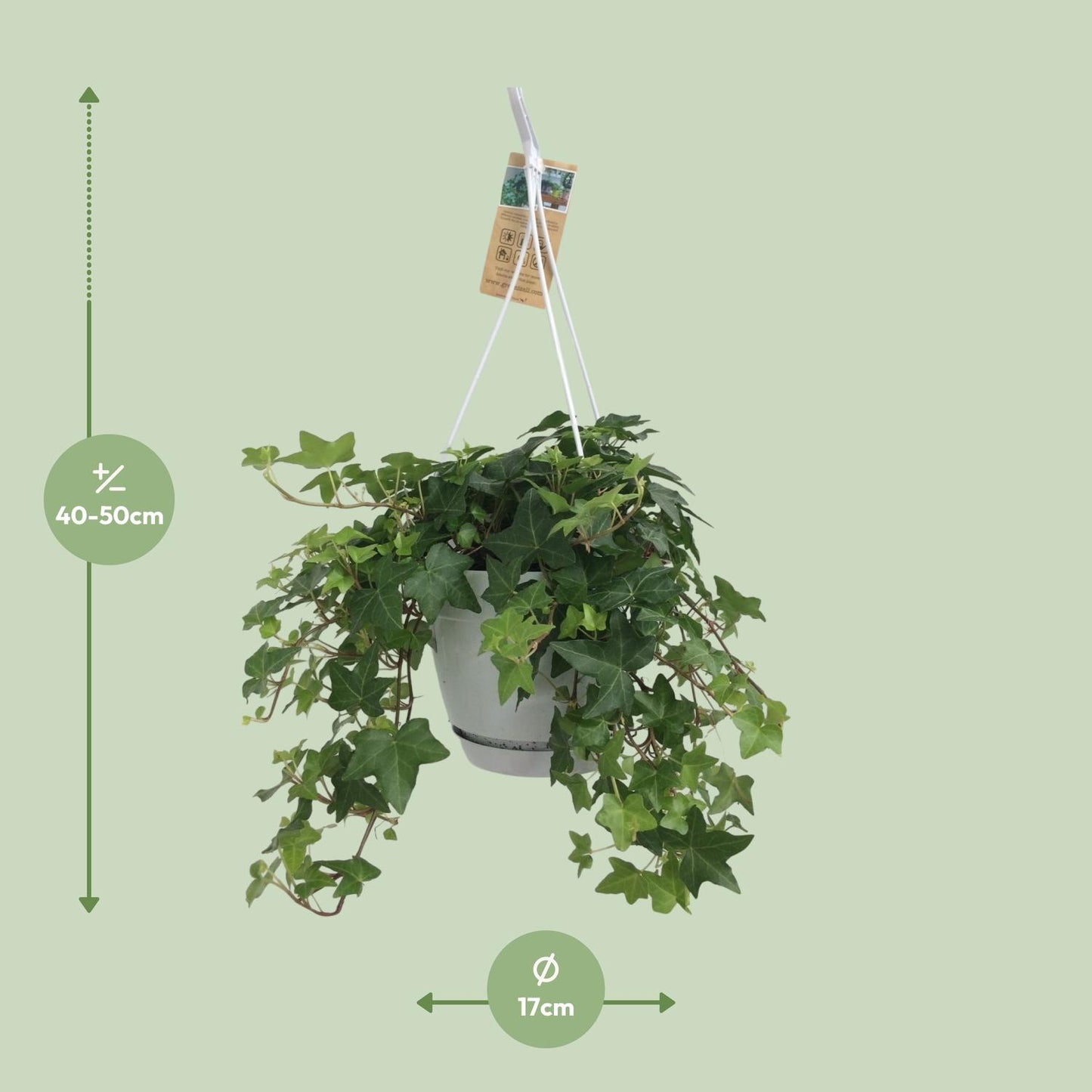 Hedera Helix Groen – Pflegeleichter Efeu im weißen Hängepot Ø17cm