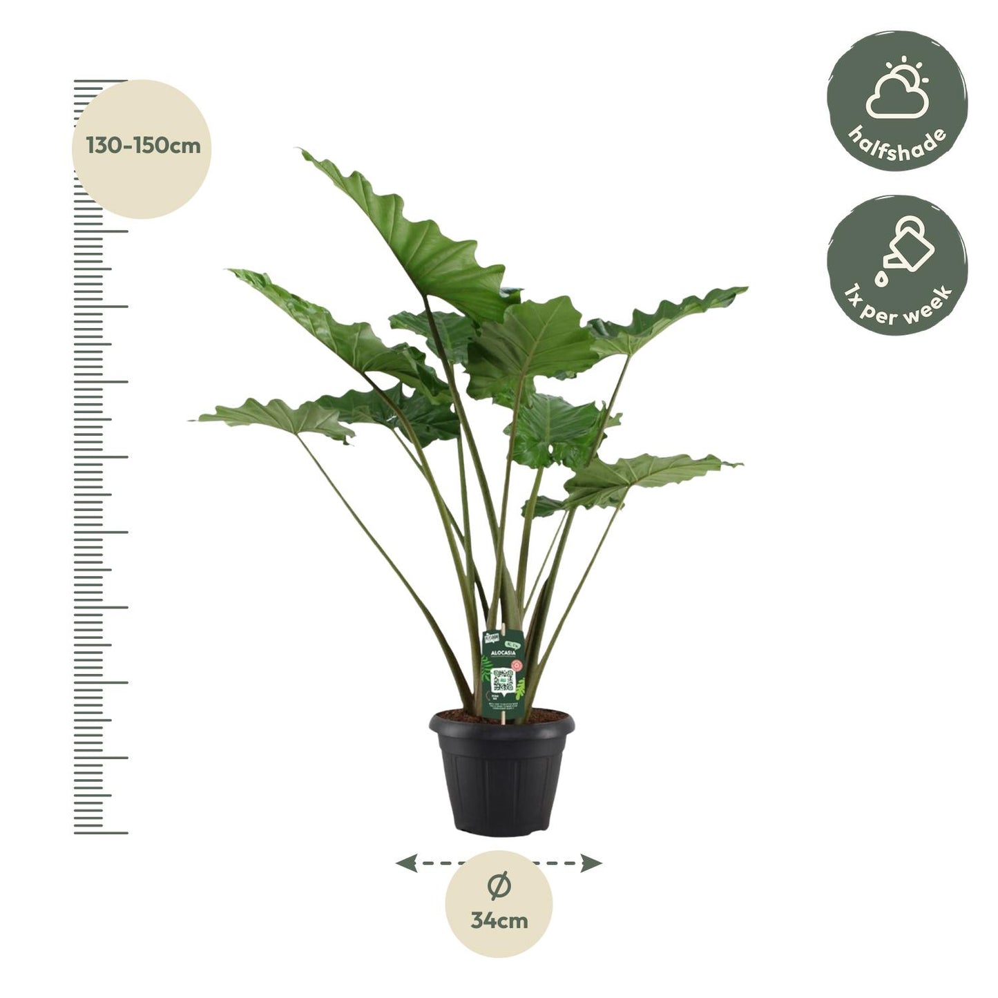 Alocasia Portodora – Tropische XXL-Pflanze 140 cm