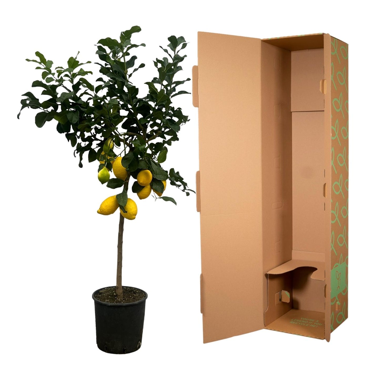 Citrus Lemon (Citroenboom) – 150 cm – Ø24 cm