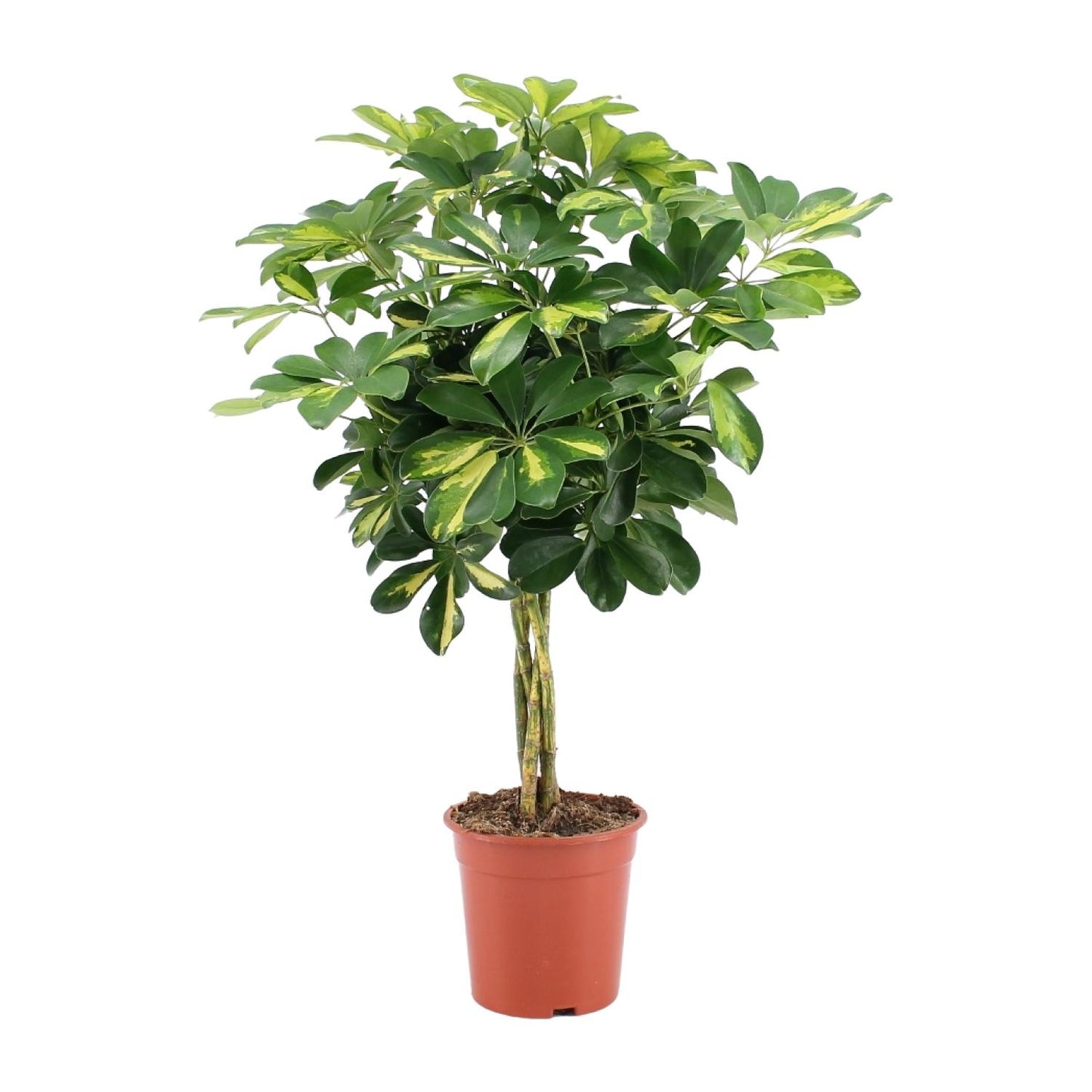 Schefflera Arboricola Gold Capella Ø19cm, 75cm hoch