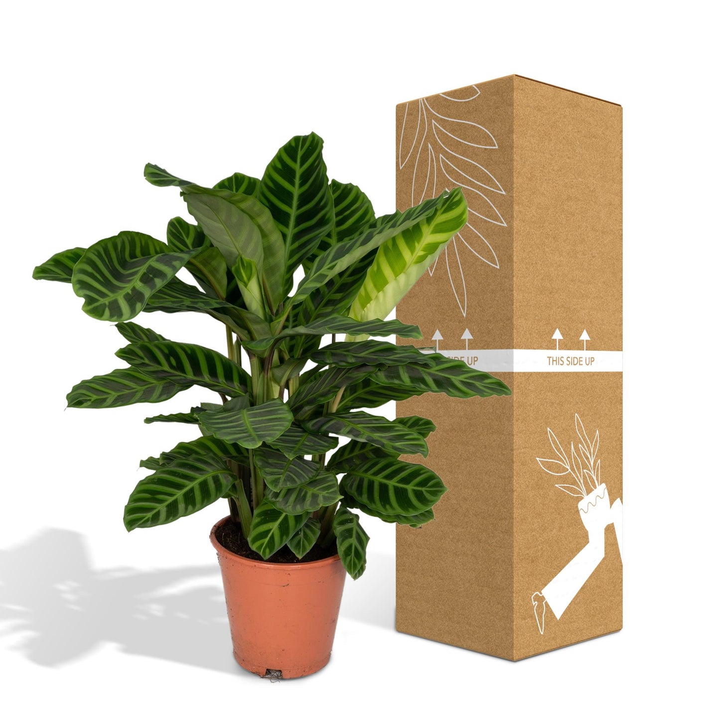 Calathea Zebrina – Pfauenpflanze Ø19cm, ca. 80cm hoch