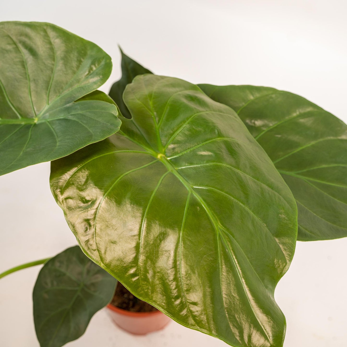 Alocasia Wentii – Stilvolles Elefantenohr Ø19cm, 65cm hoch