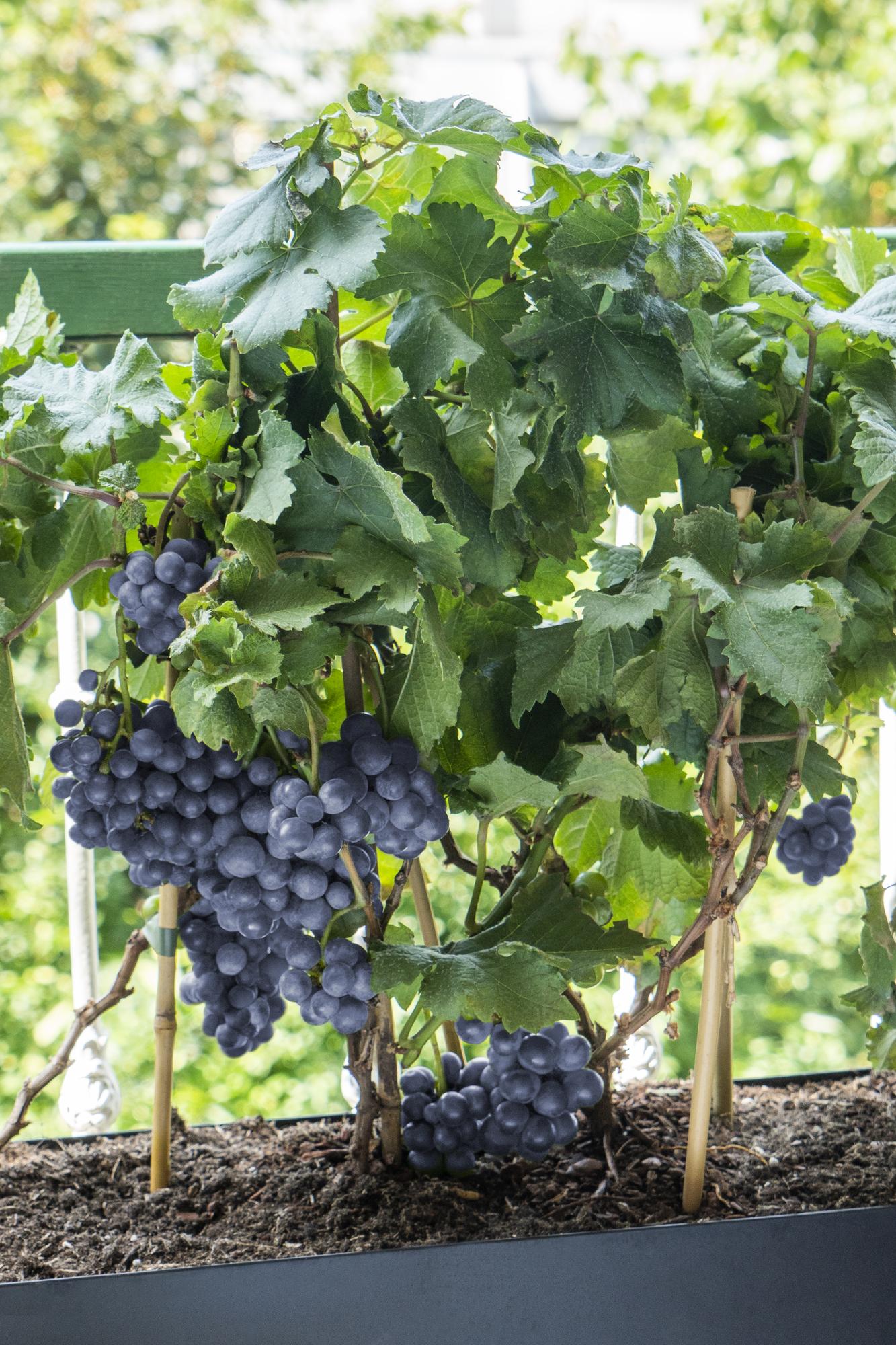 3er-Set Vitis Pixie Mix – pflegeleichte Zimmerpflanzen Ø14cm