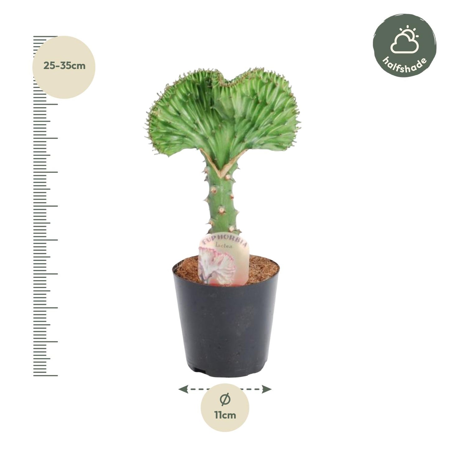Euphorbia lactea Cristata - Korallen-Kaktus 30 cm