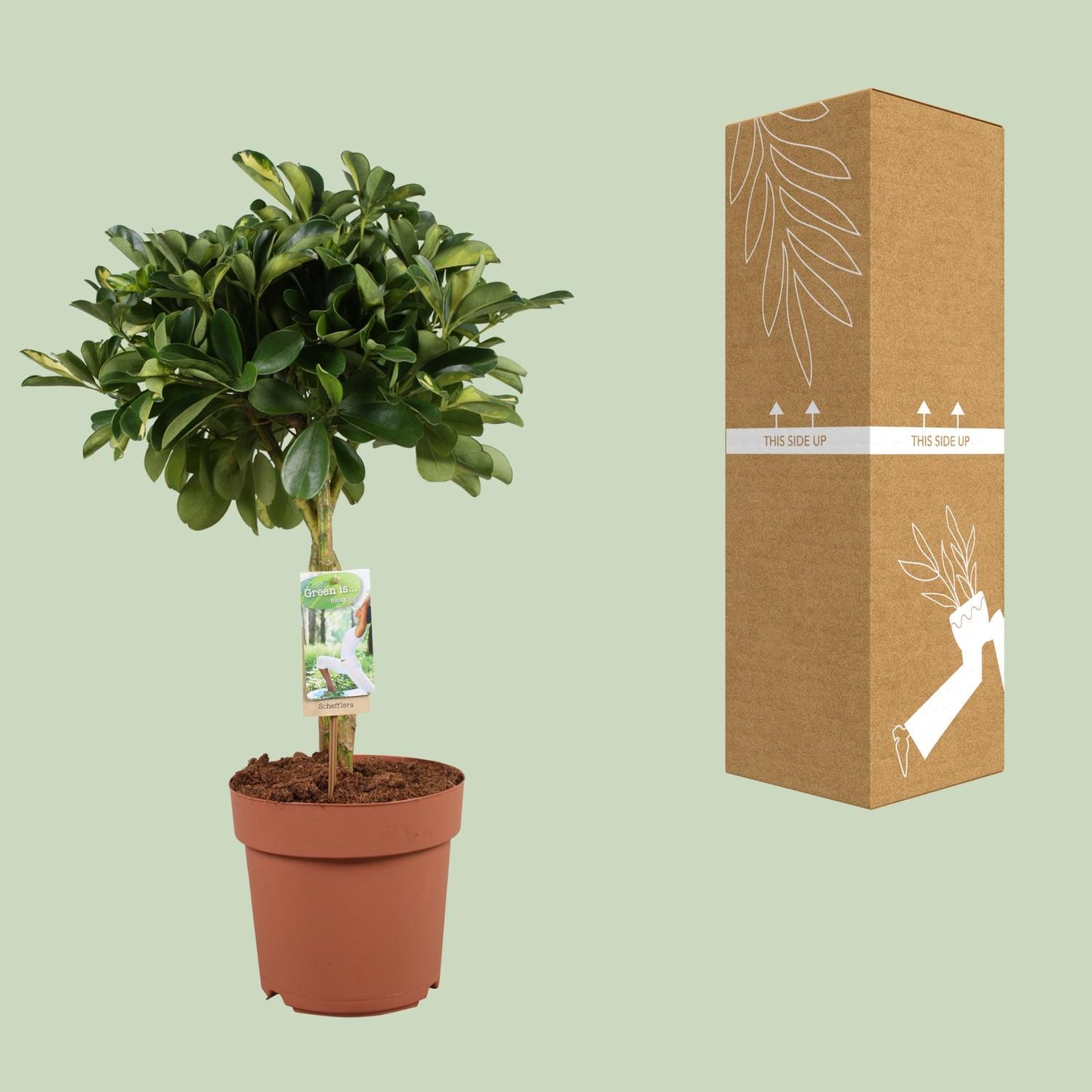 Schefflera Arboricola Gerda – Pflegeleichter Schirmbaum Ø21cm, 80cm hoch