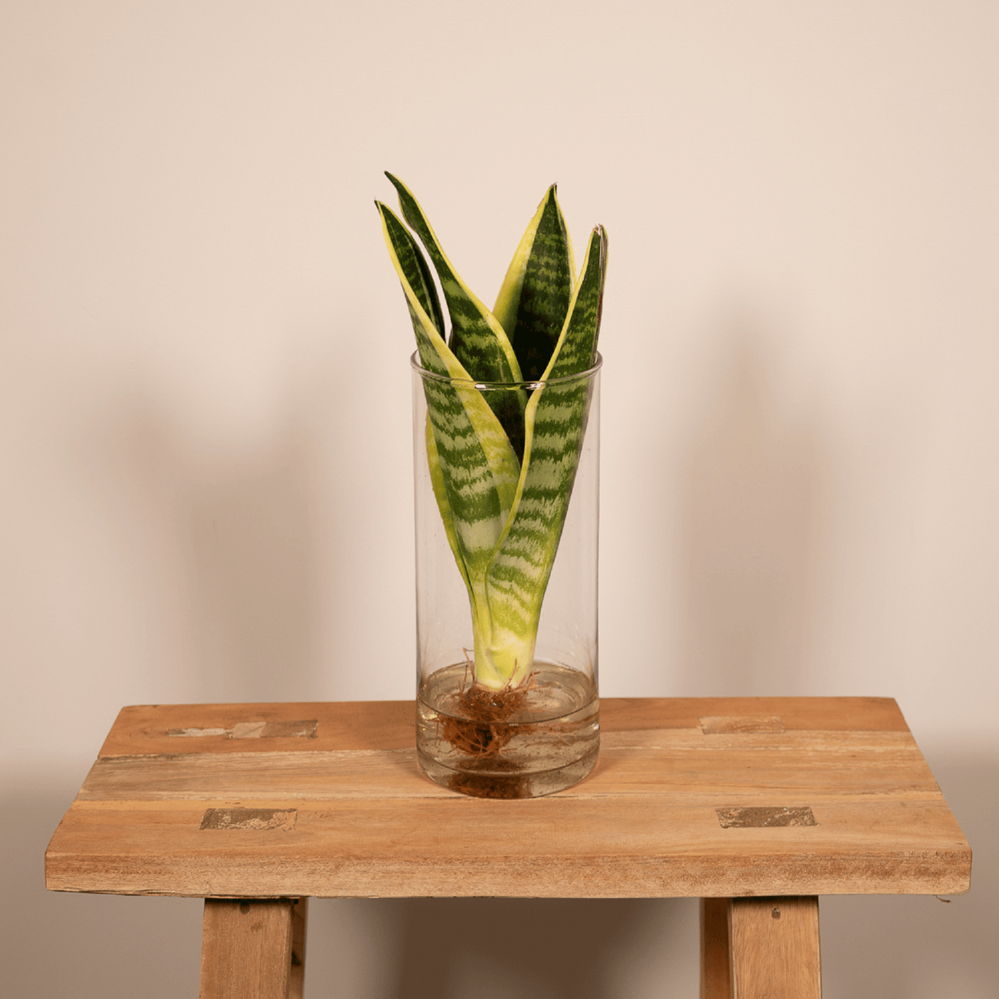 Sansevieria im Zylinderglas – Ø12 cm, Höhe 30 cm