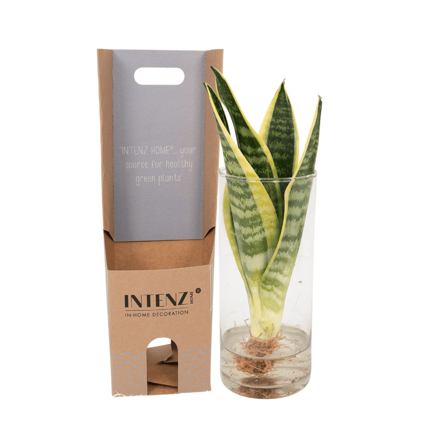 Sansevieria im Zylinderglas – Ø12 cm, Höhe 30 cm