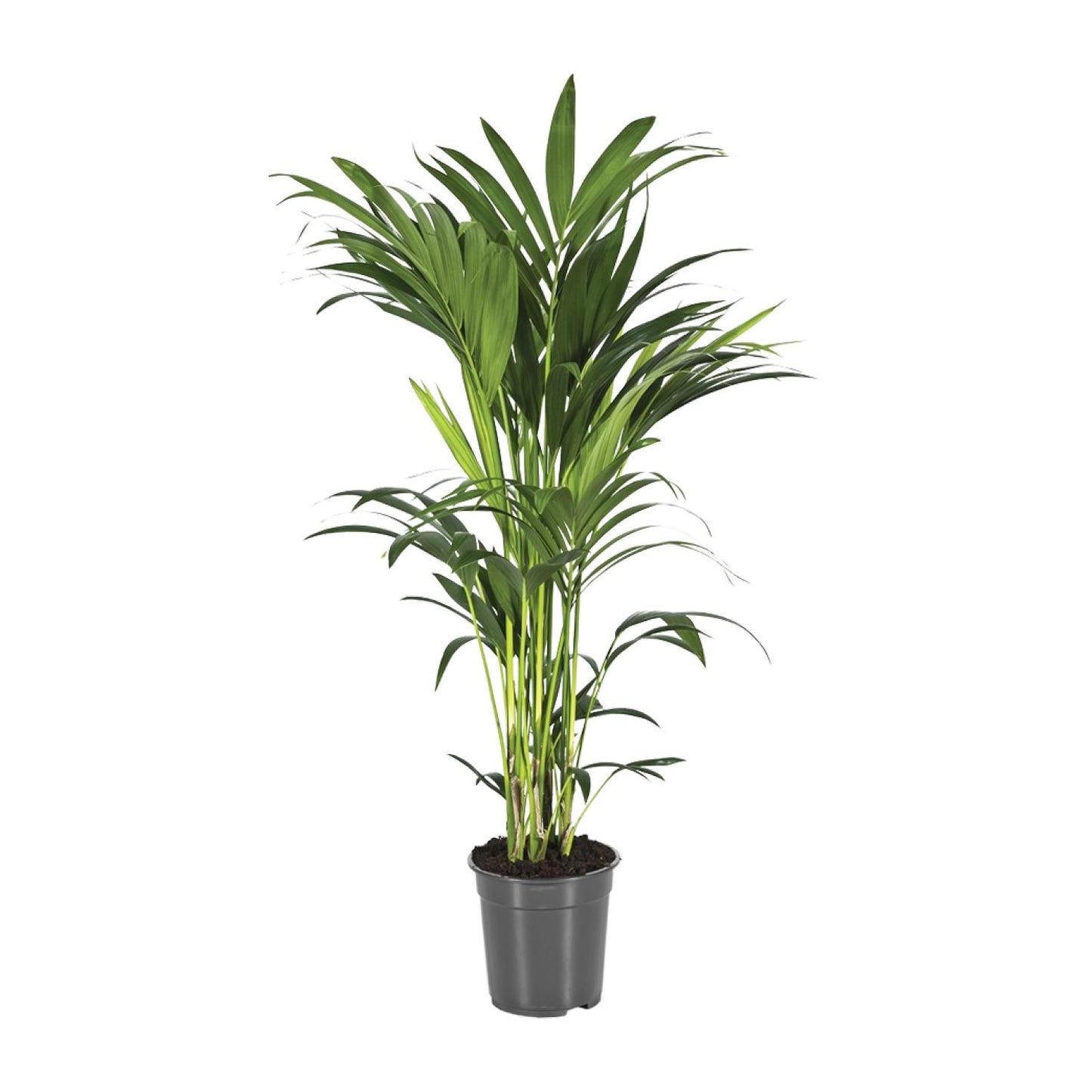 Howea Forsteriana (Kentia-Palme) – Ø21cm, ca. 110cm hoch