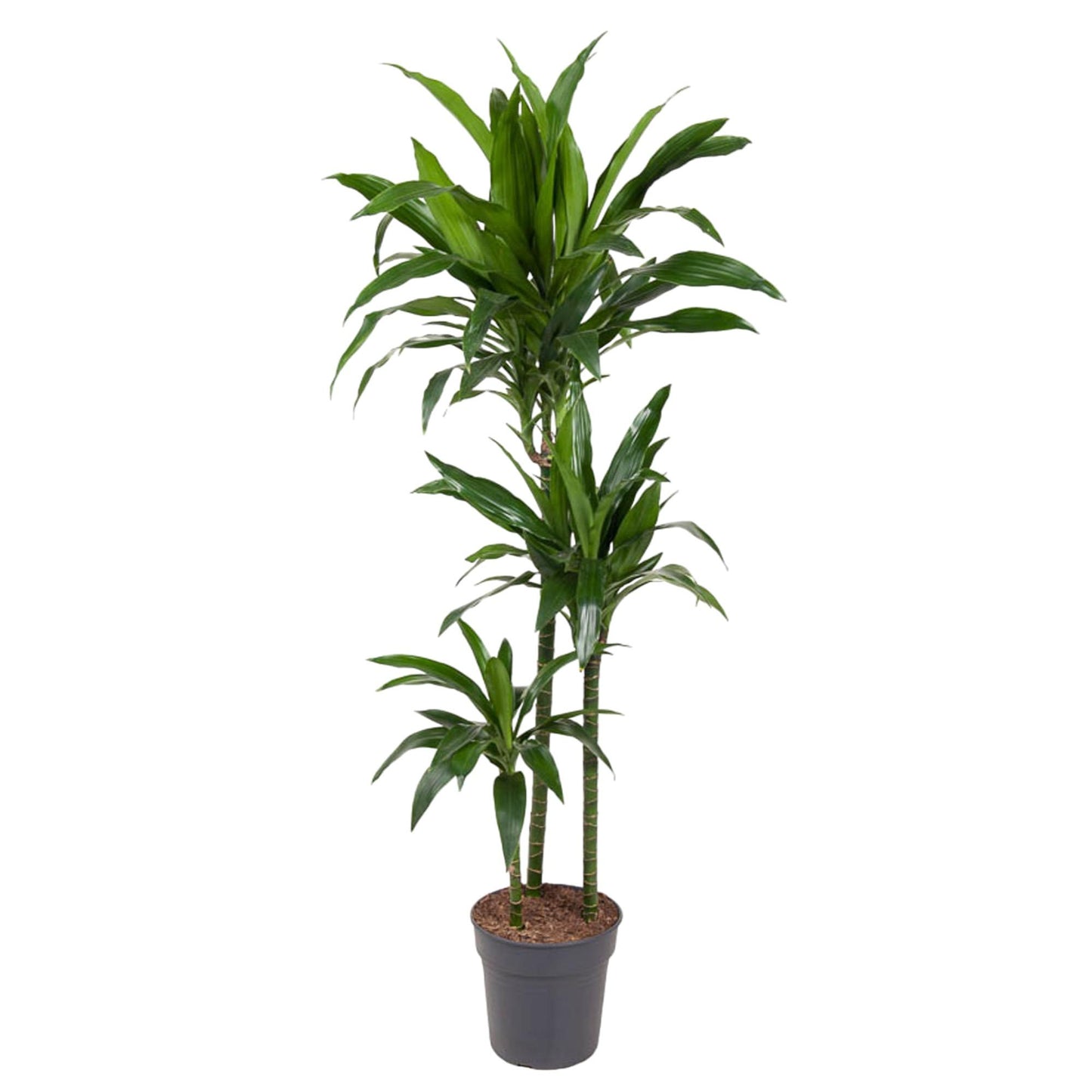 Dracaena Janet Craig – 150 cm, pflegeleicht & stilvoll
