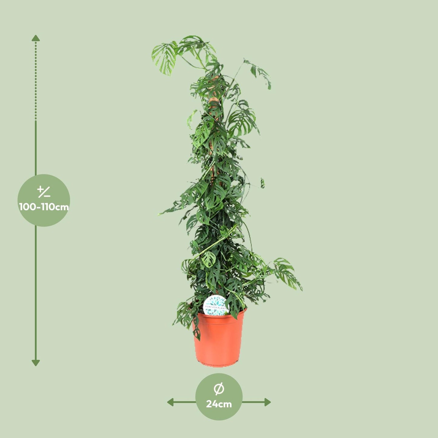 Monstera Monkey Leaf M – Pflegeleichte XL-Zimmerpflanze