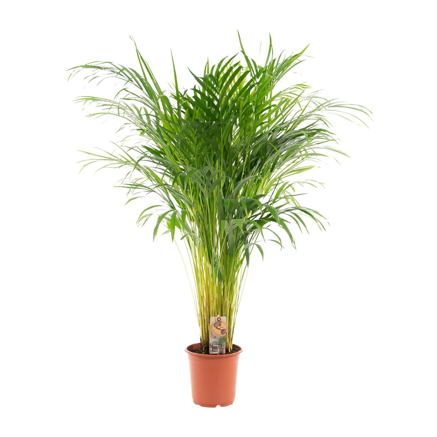 Areca-Palme Ø21cm – Luftreinigende Goldfruchtpalme
