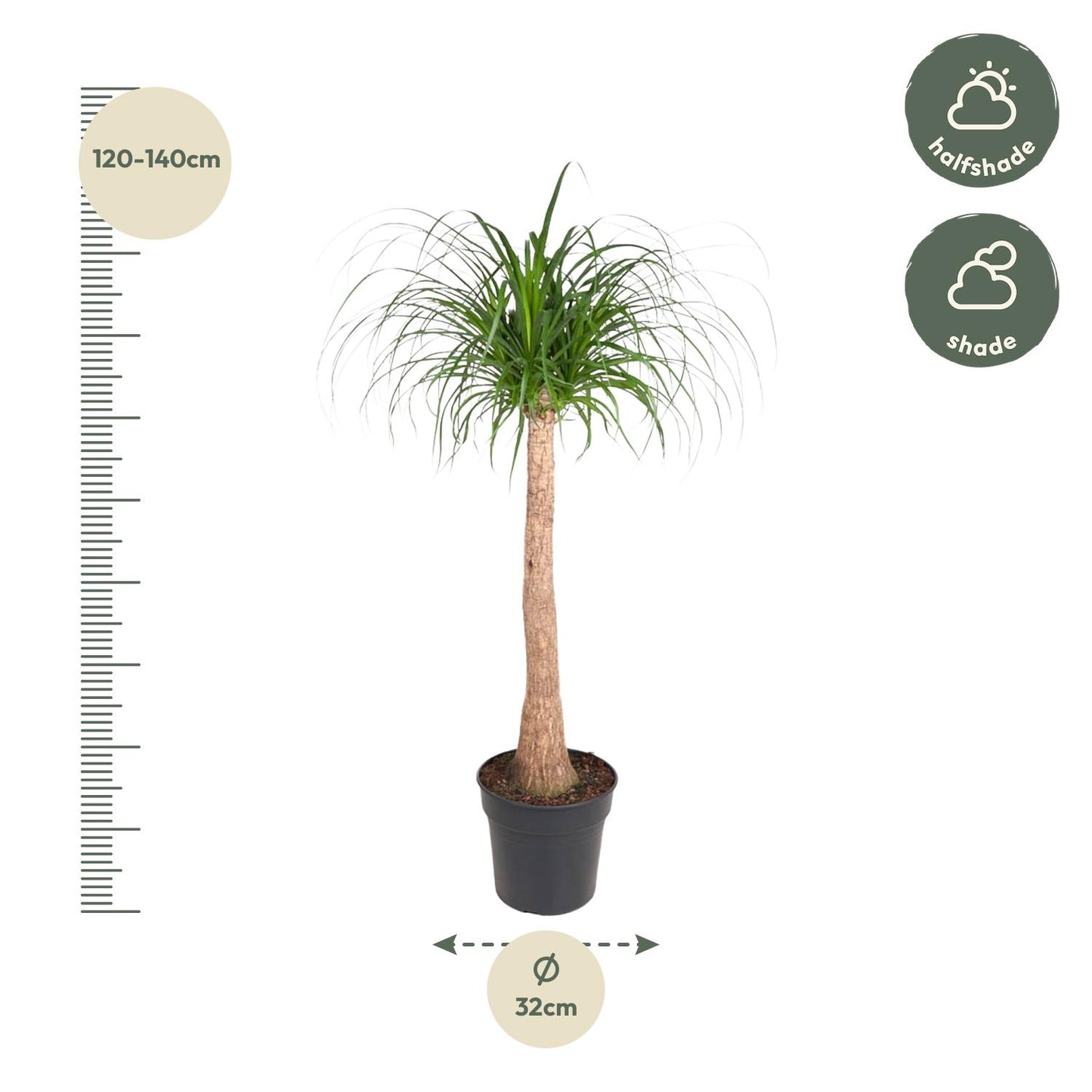 Beaucarnea stam – 120 cm – pflegeleichte XXL-Zimmerpflanze