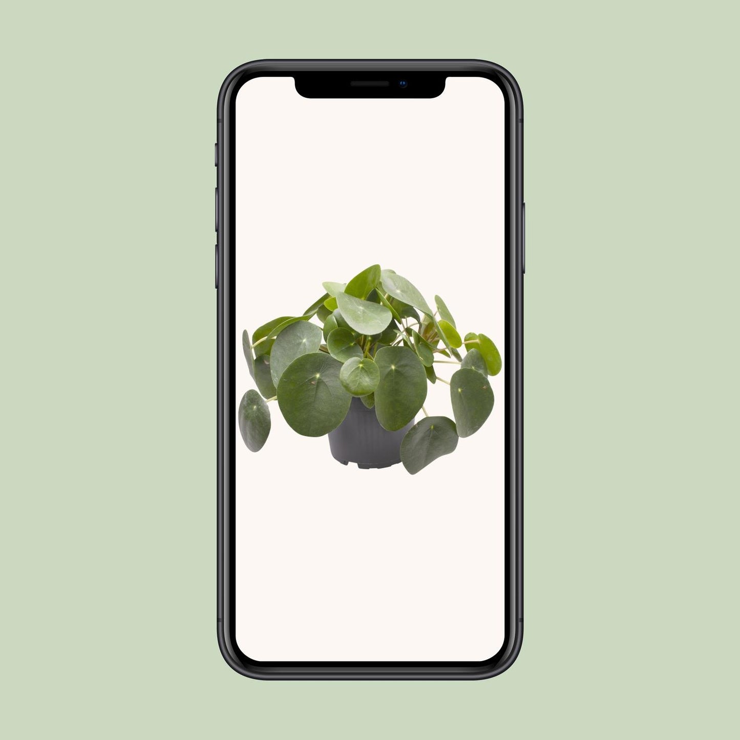 Pilea Peperomioides – pflegeleichte Zimmerpflanze Ø12cm